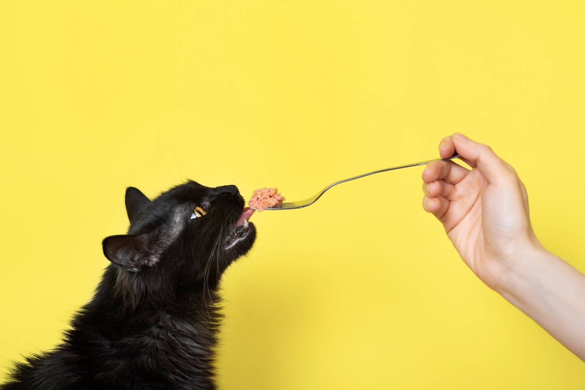 Woman giving a cat food with a fork