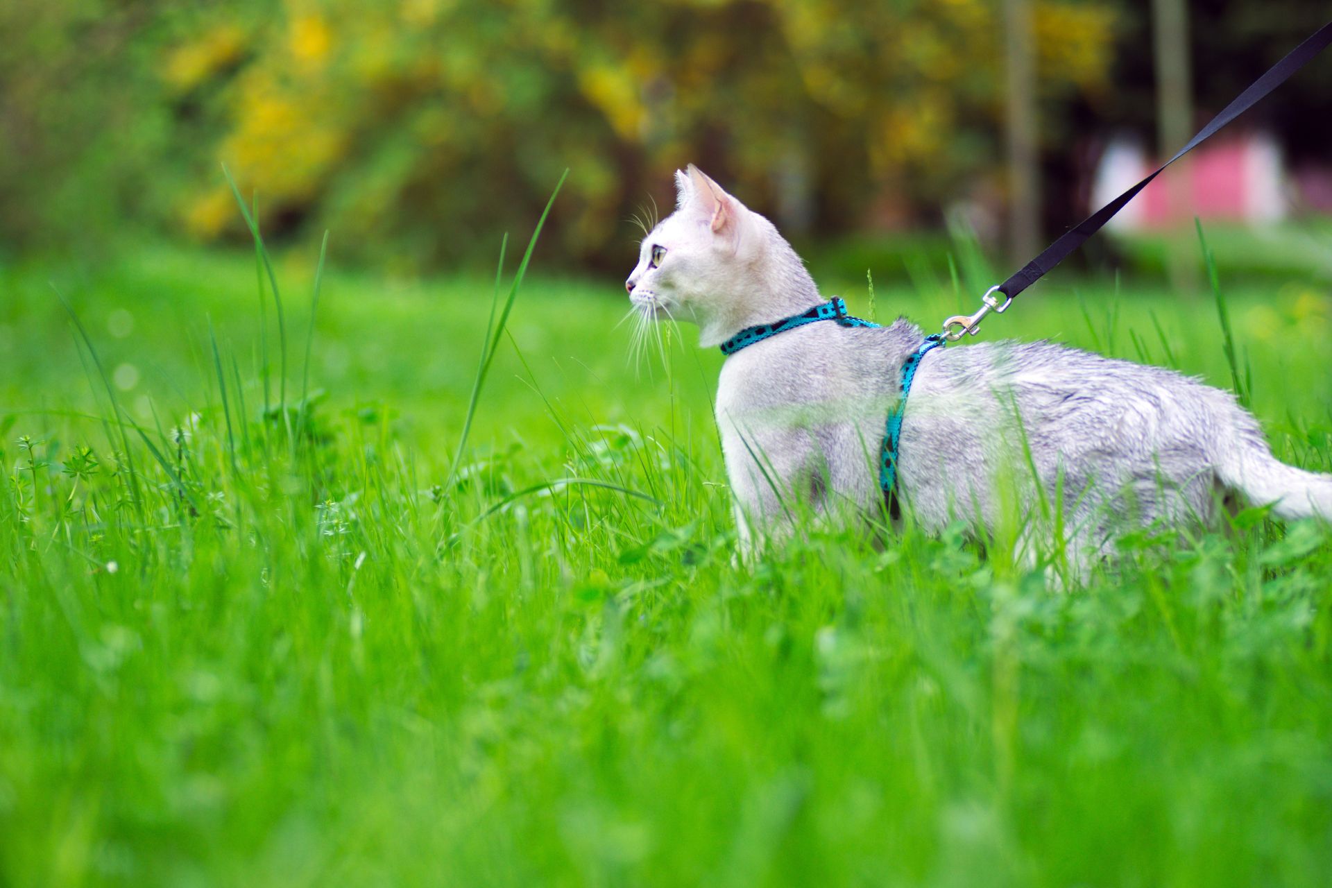 Cat on a leash