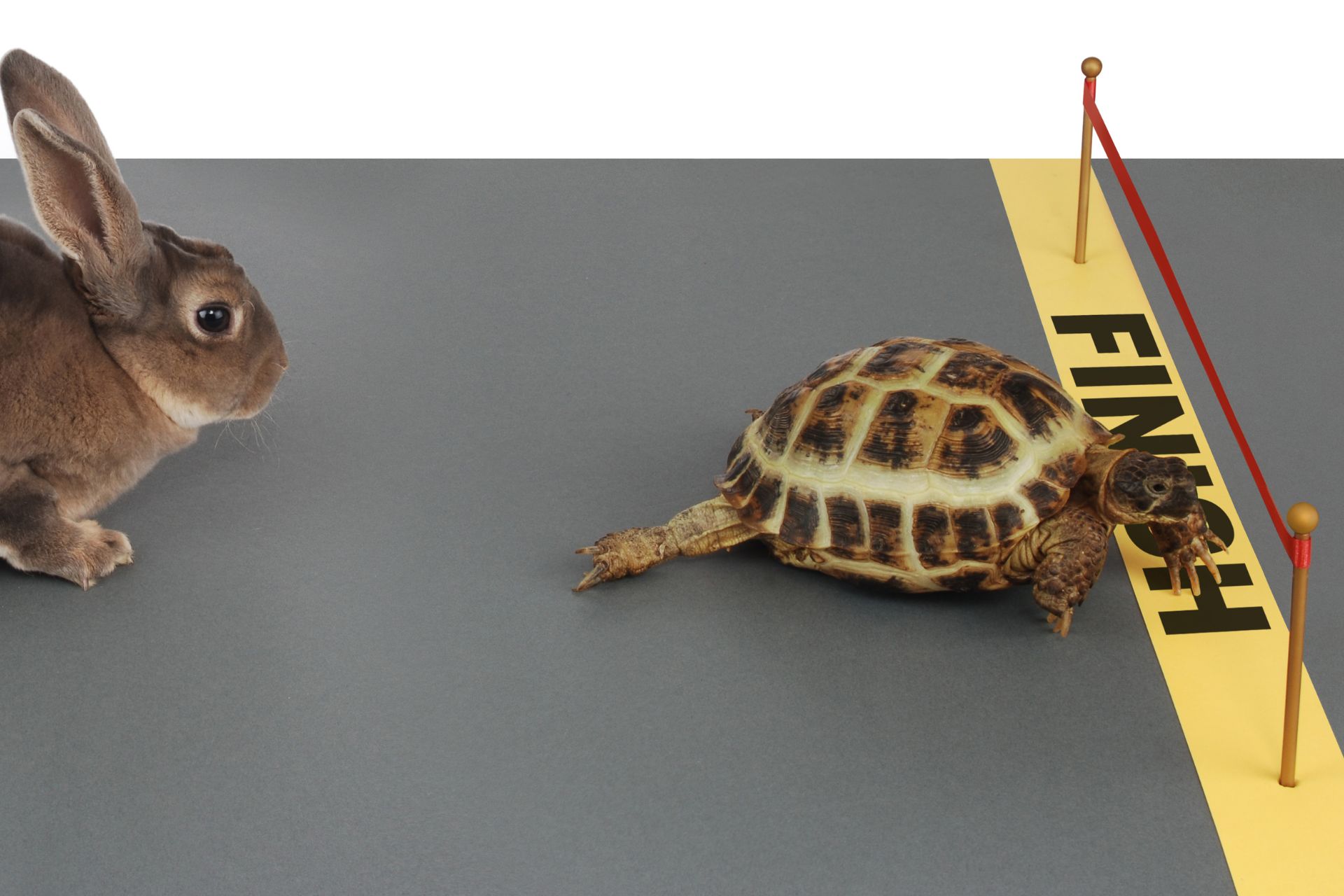 Rabbit and tortoise competing