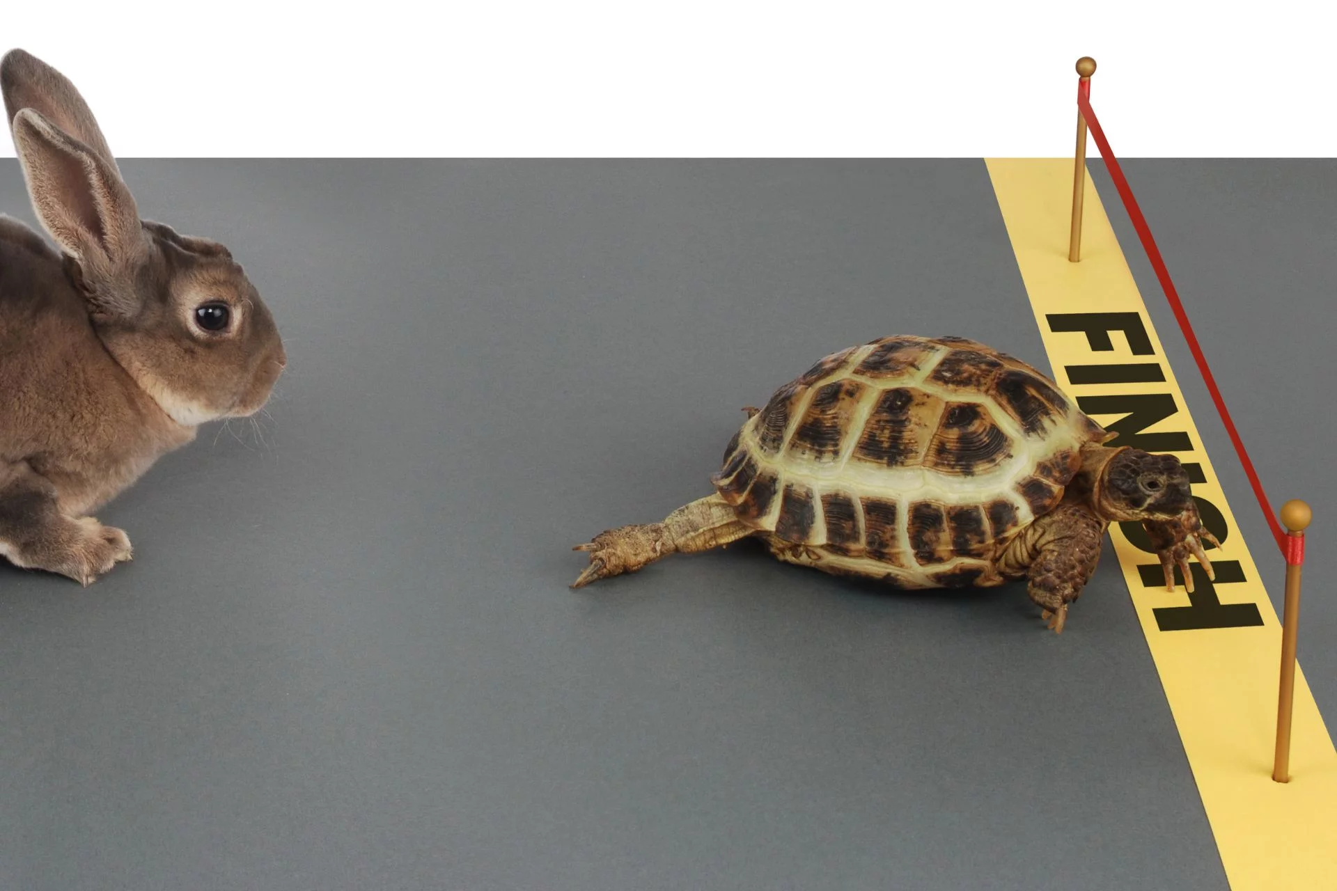 Best toys for tortoises: fun ideas for enrichment