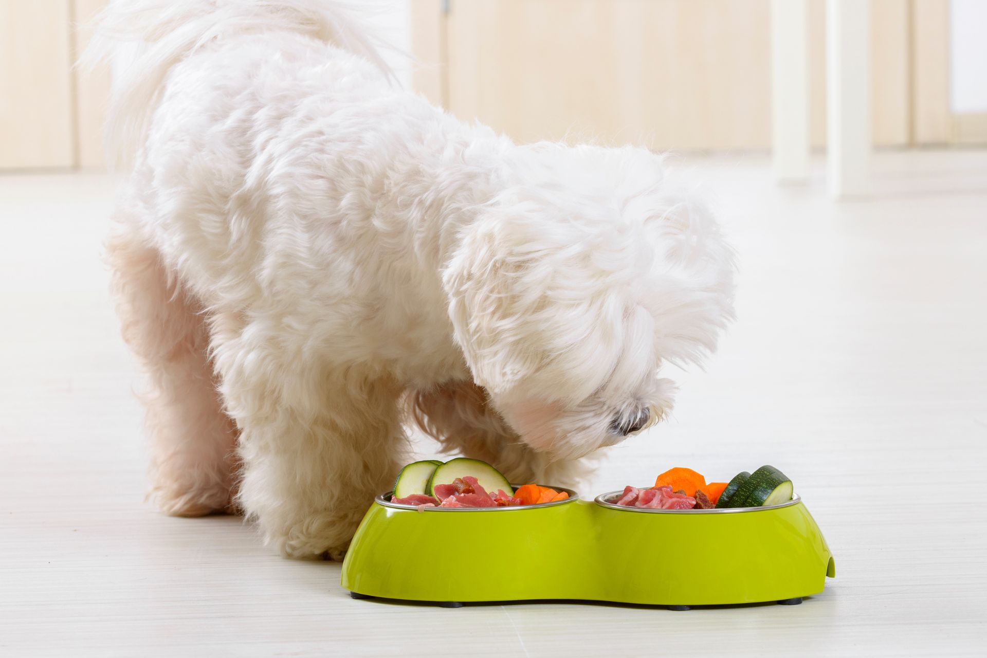 A dog eating from a bowl