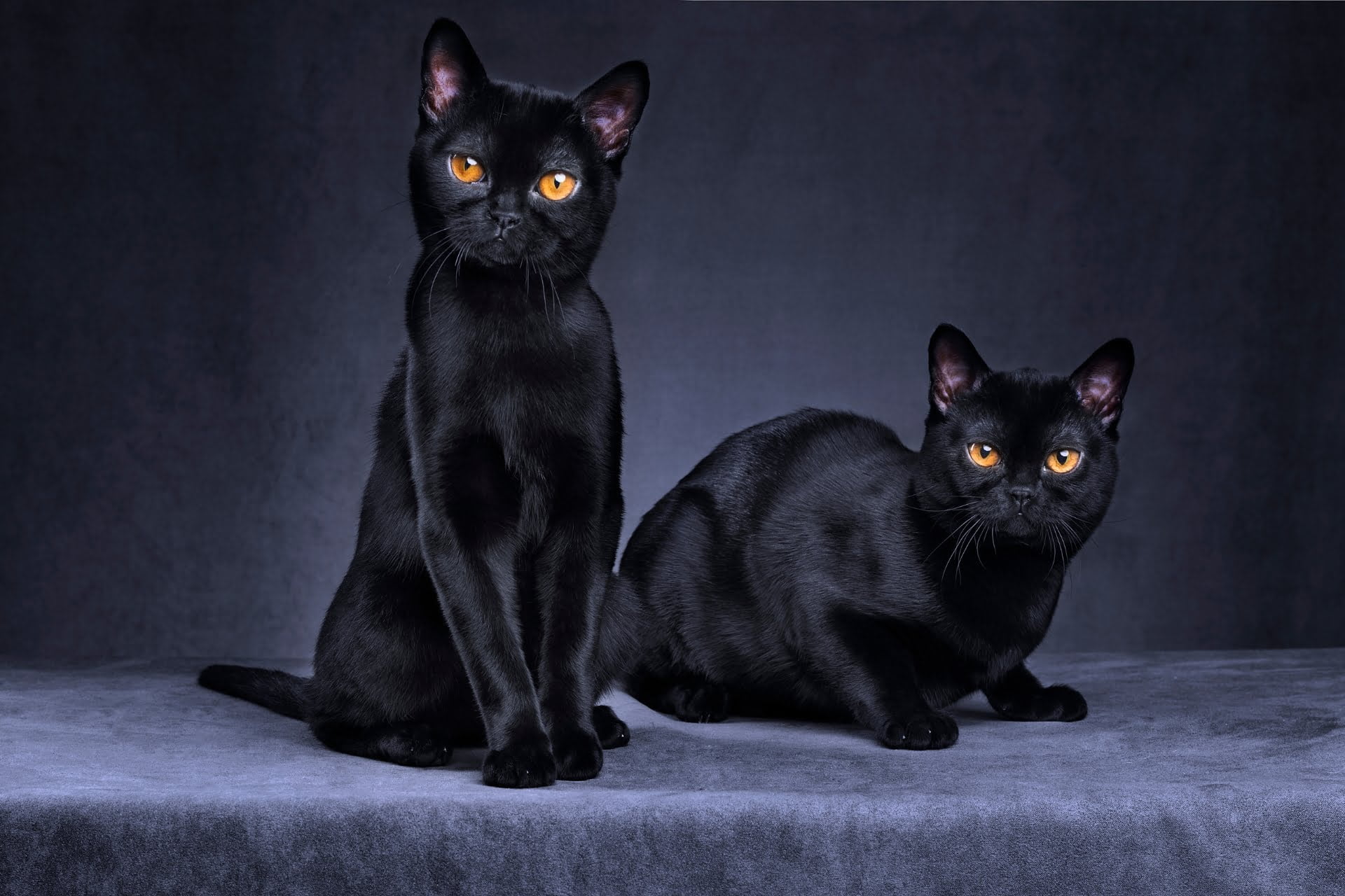 Two black cats staring at the camera