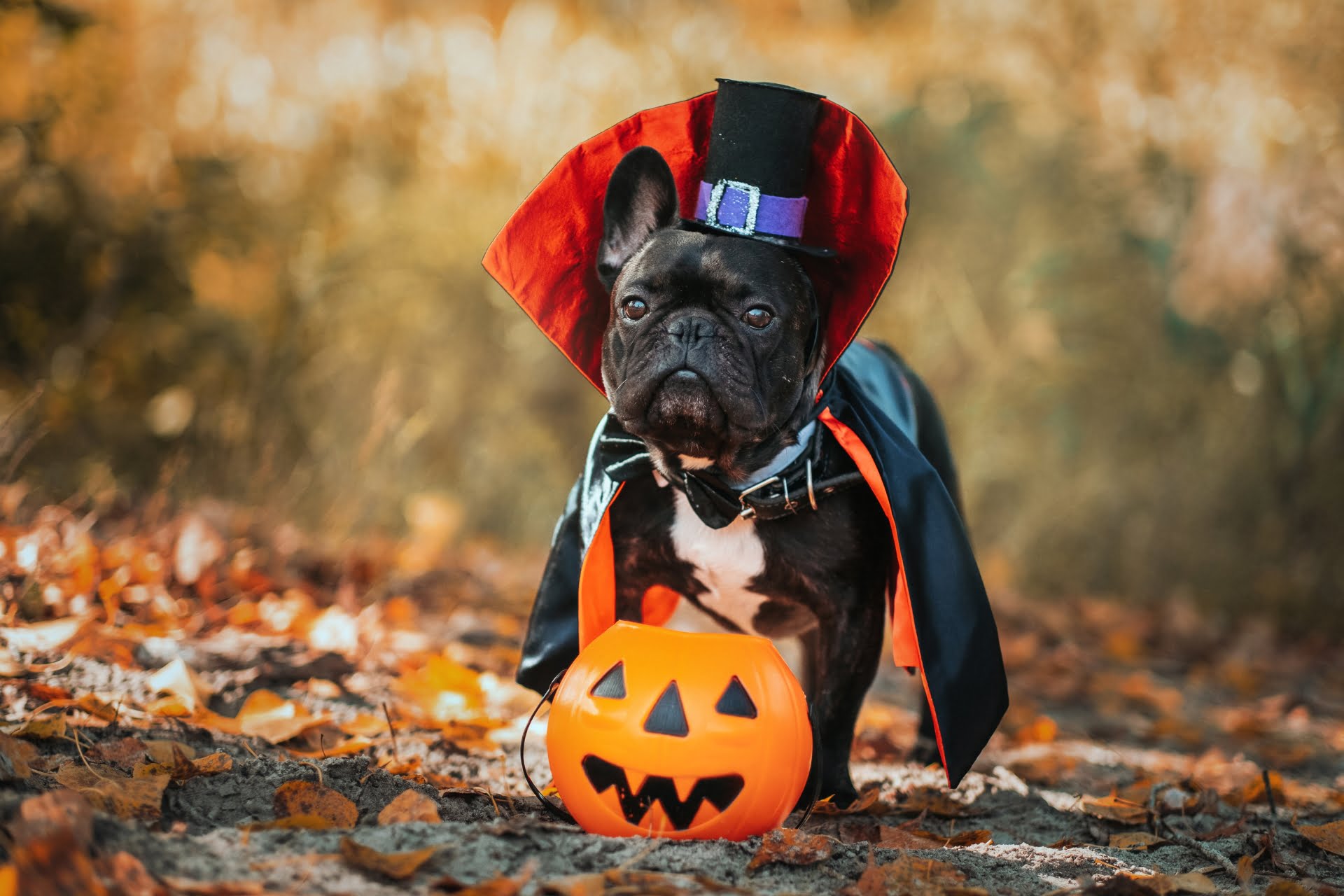 A French bulldog dressed in a Dracula Halloween costume