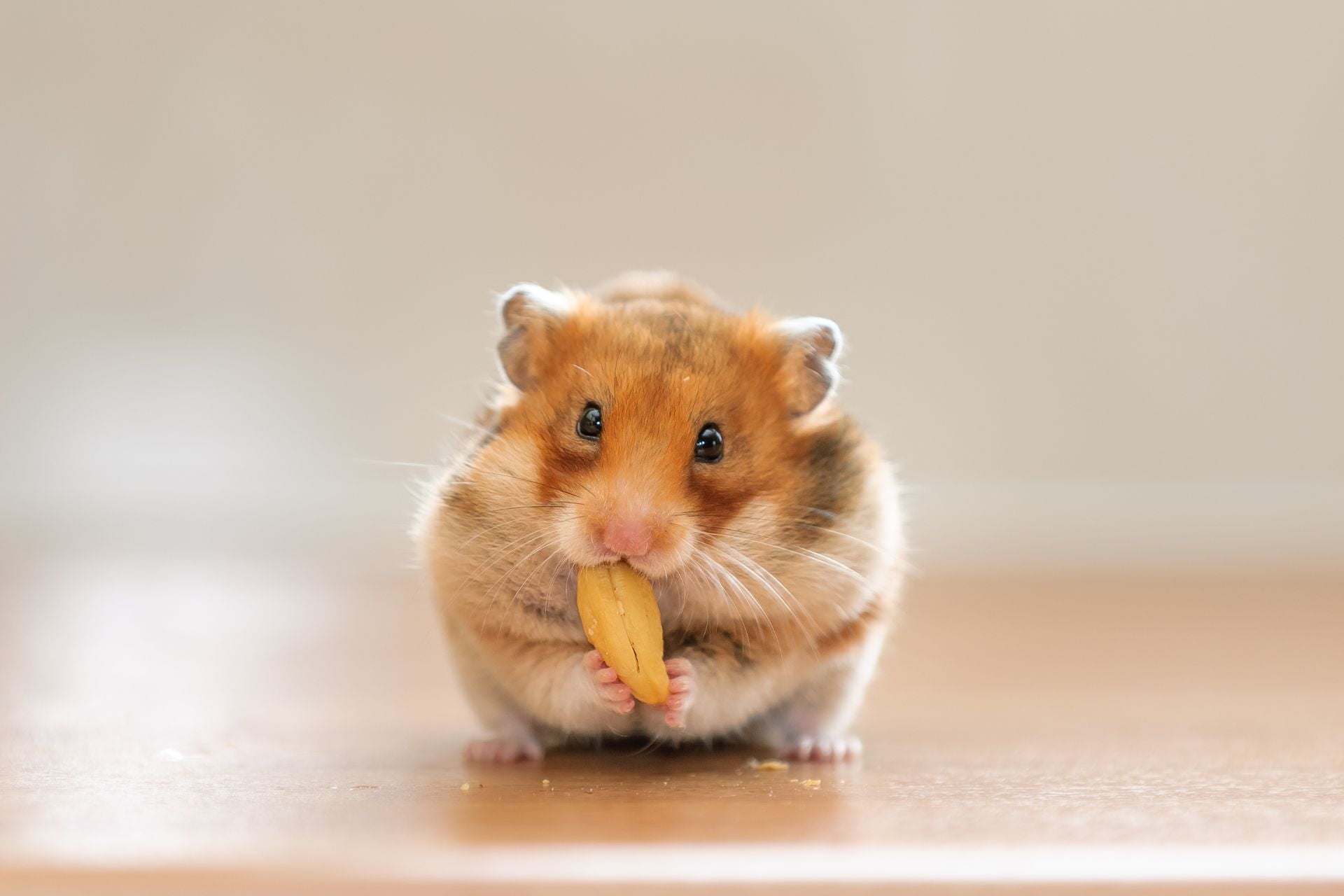 A hamster eating a peanut