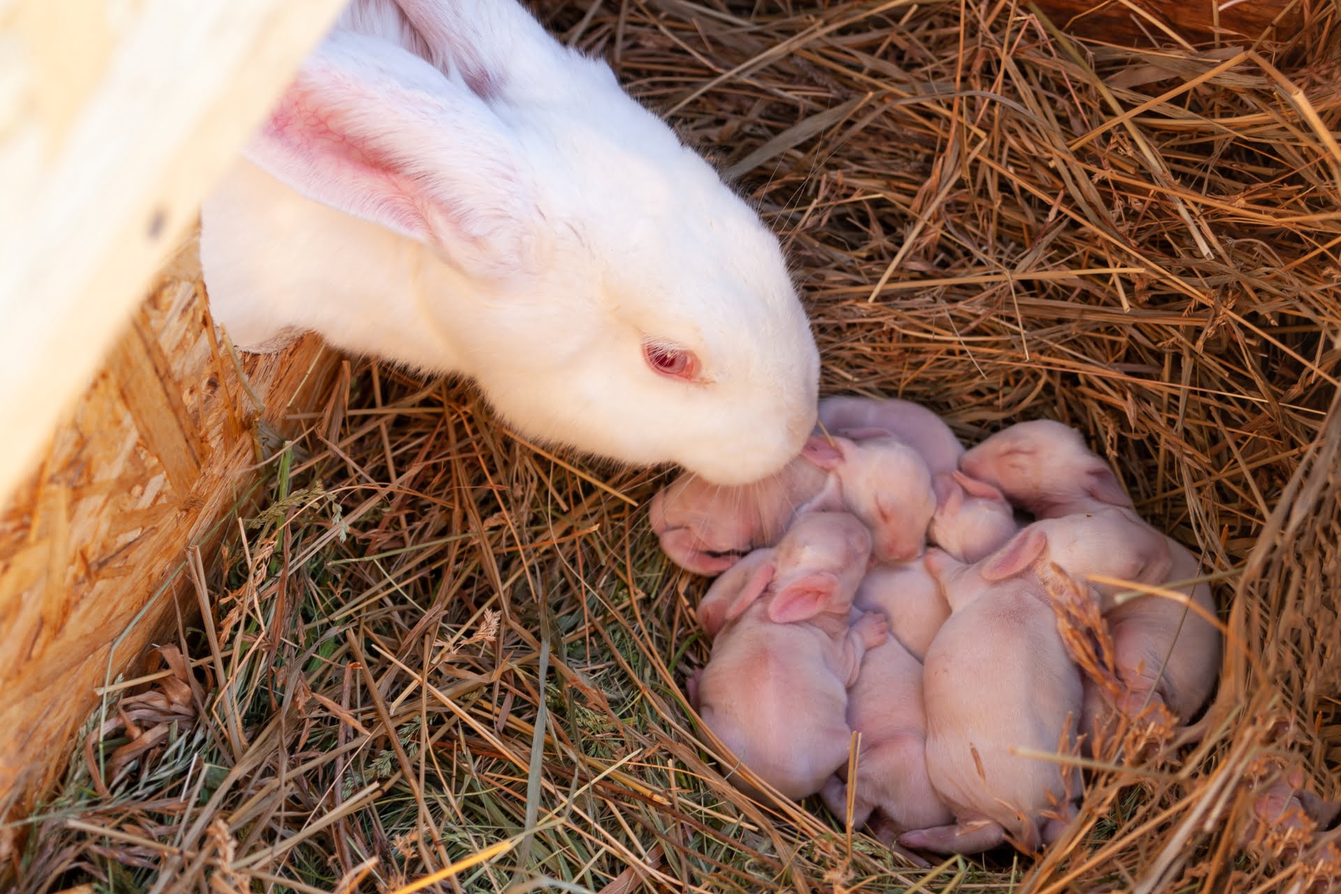 Female rabbit tending to her newborn bunnies