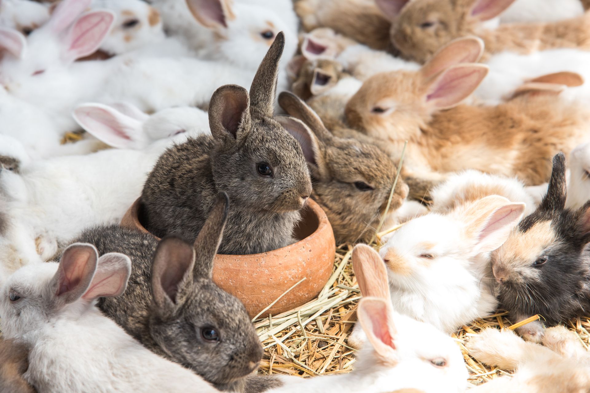 A lot of bunnies