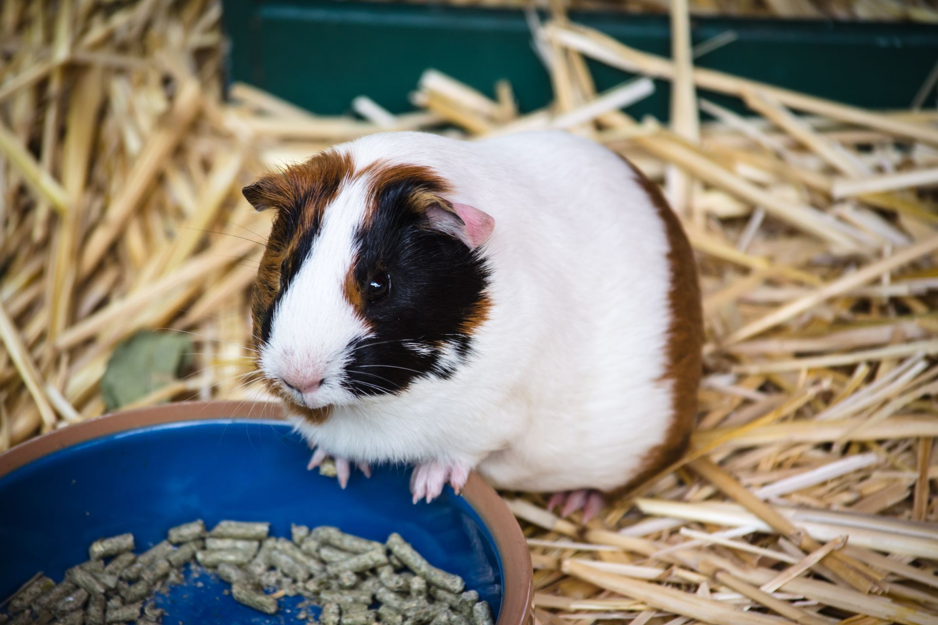 A guinea pig eating pellets