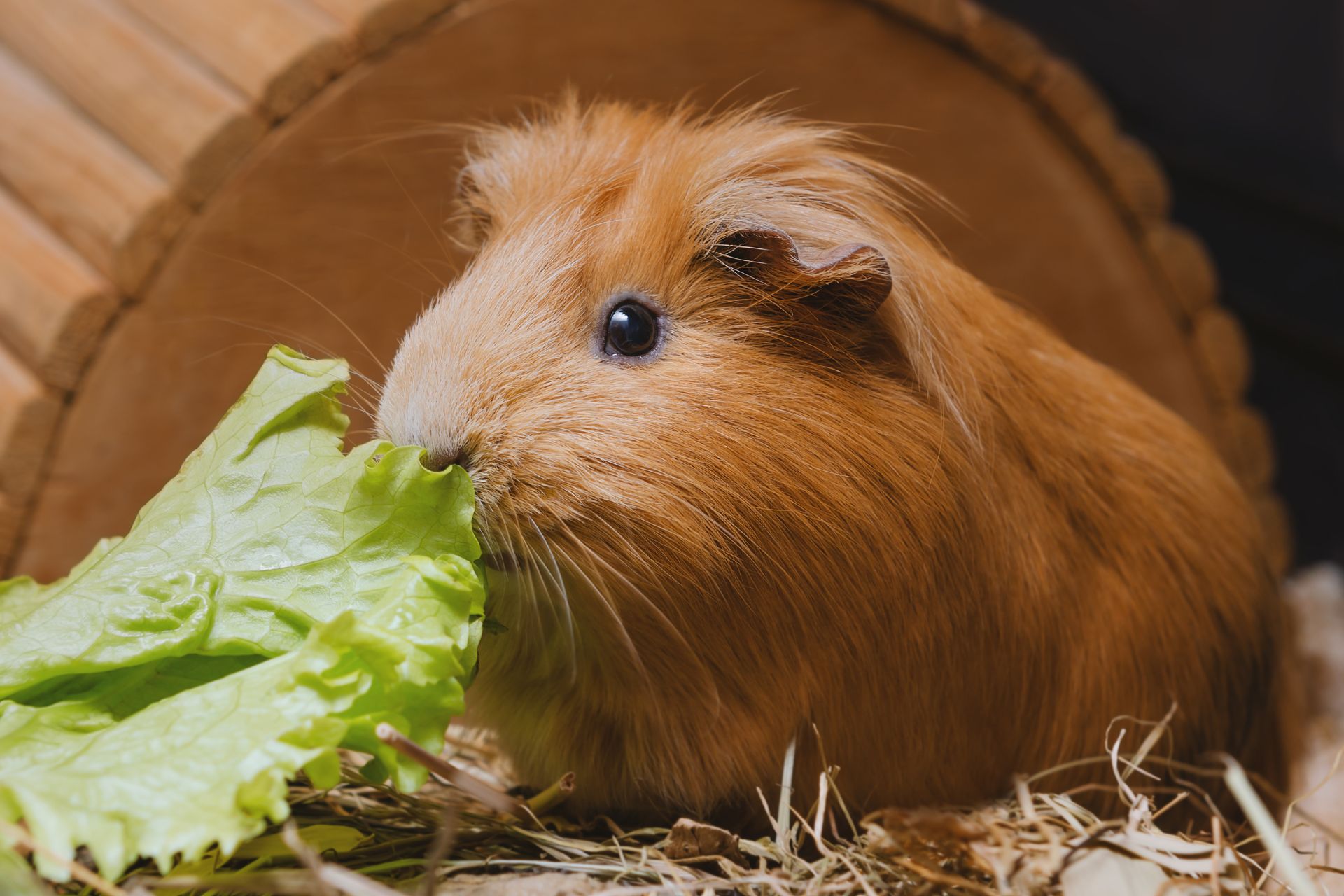 A guinea pig eating a lettuce