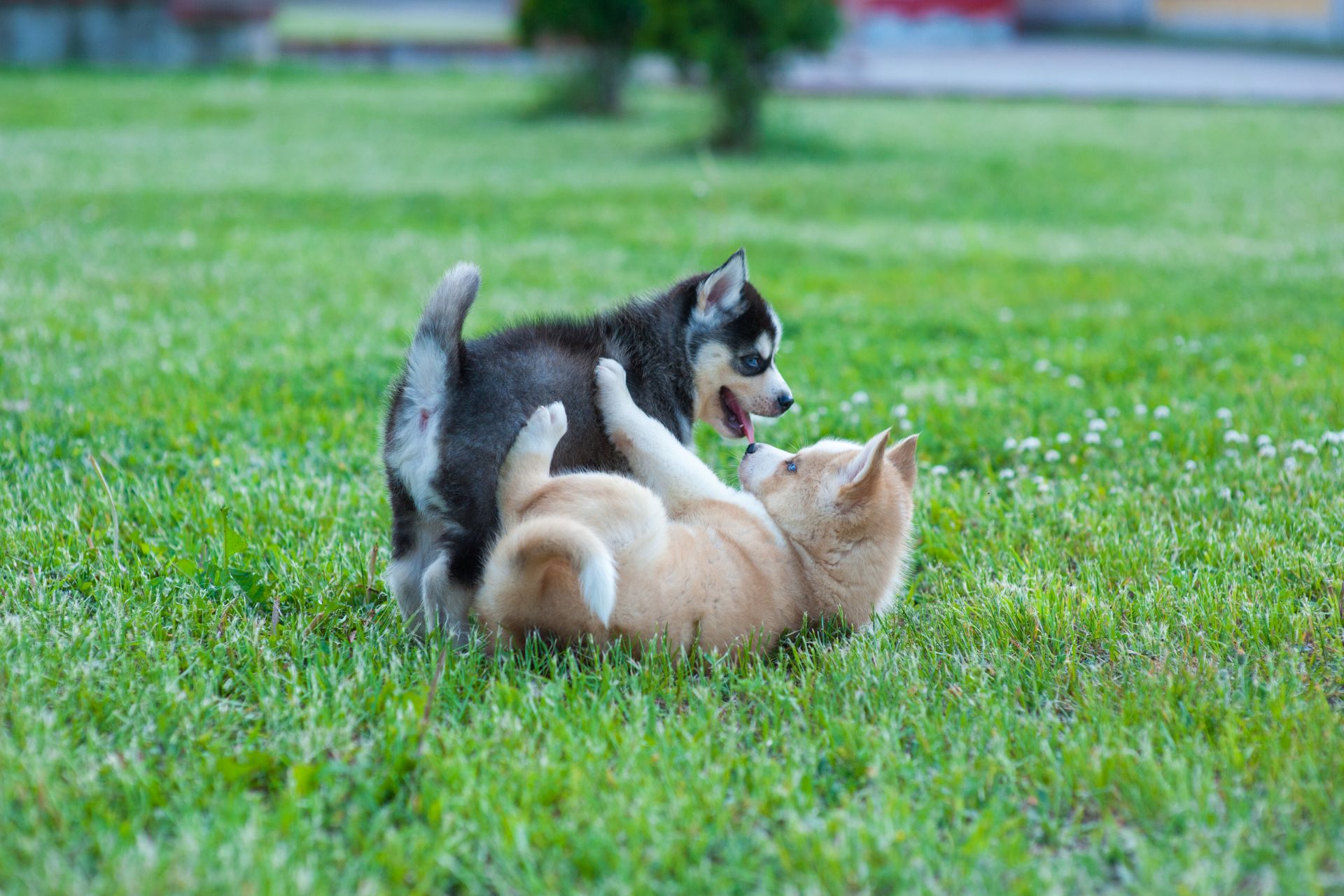 Two puppies playing with each other