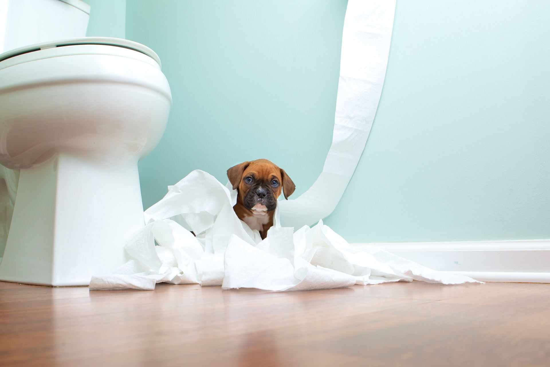 A puppy wrapped in toilet paper