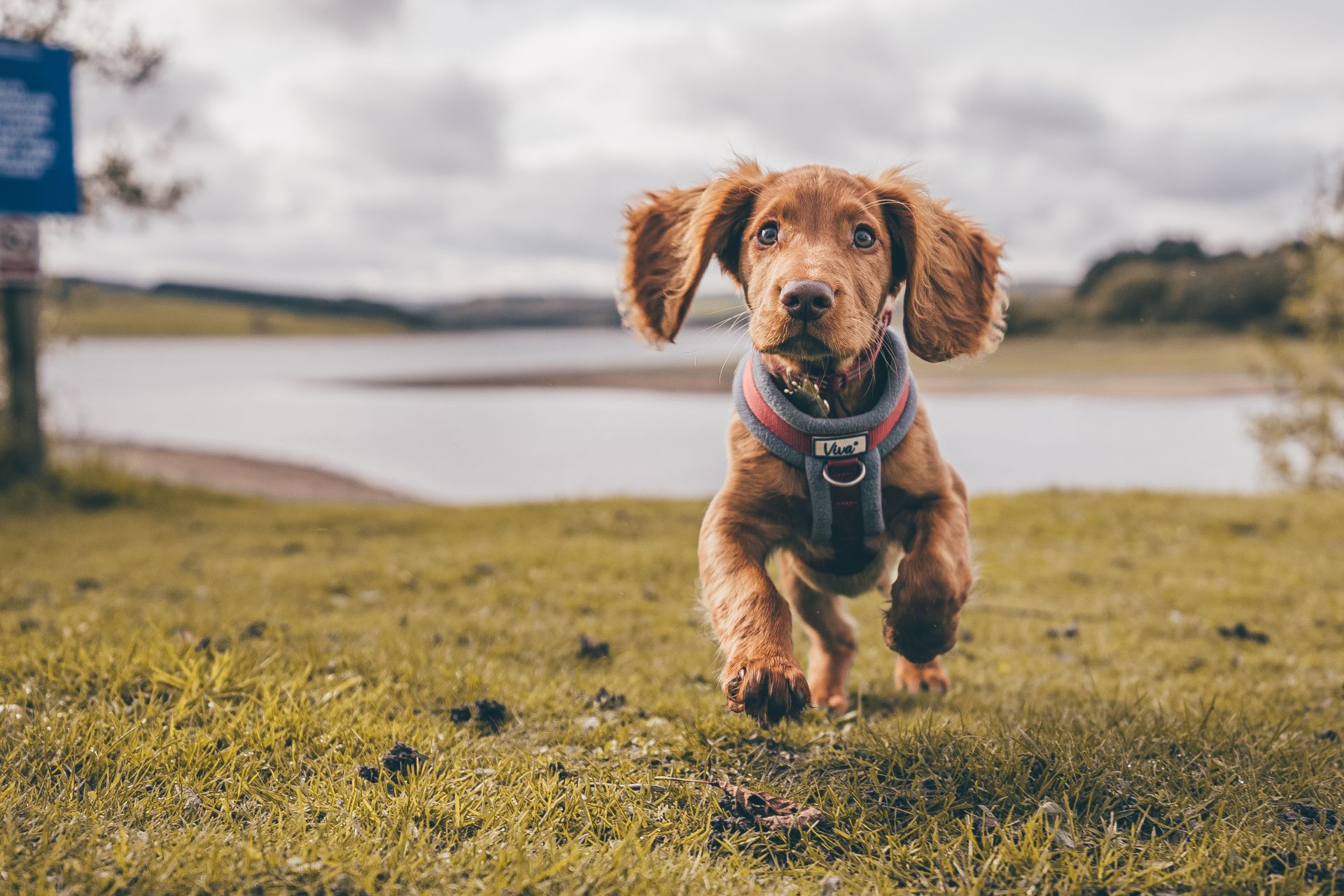 A puppy running