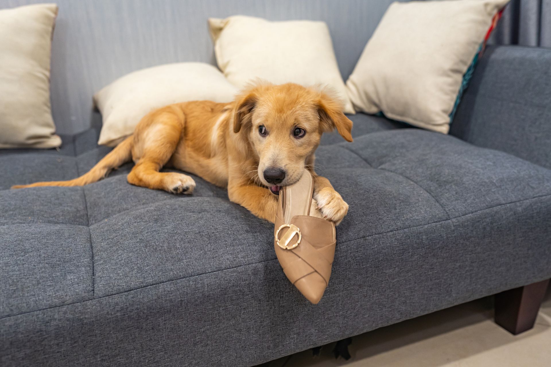 Puppy biting a shoe