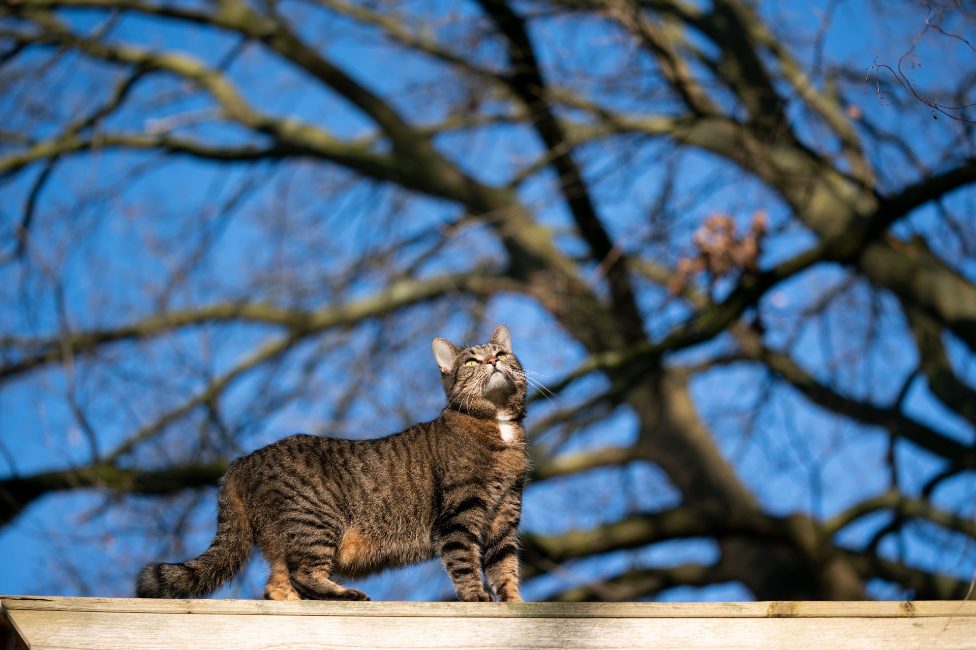 Outdoor cat