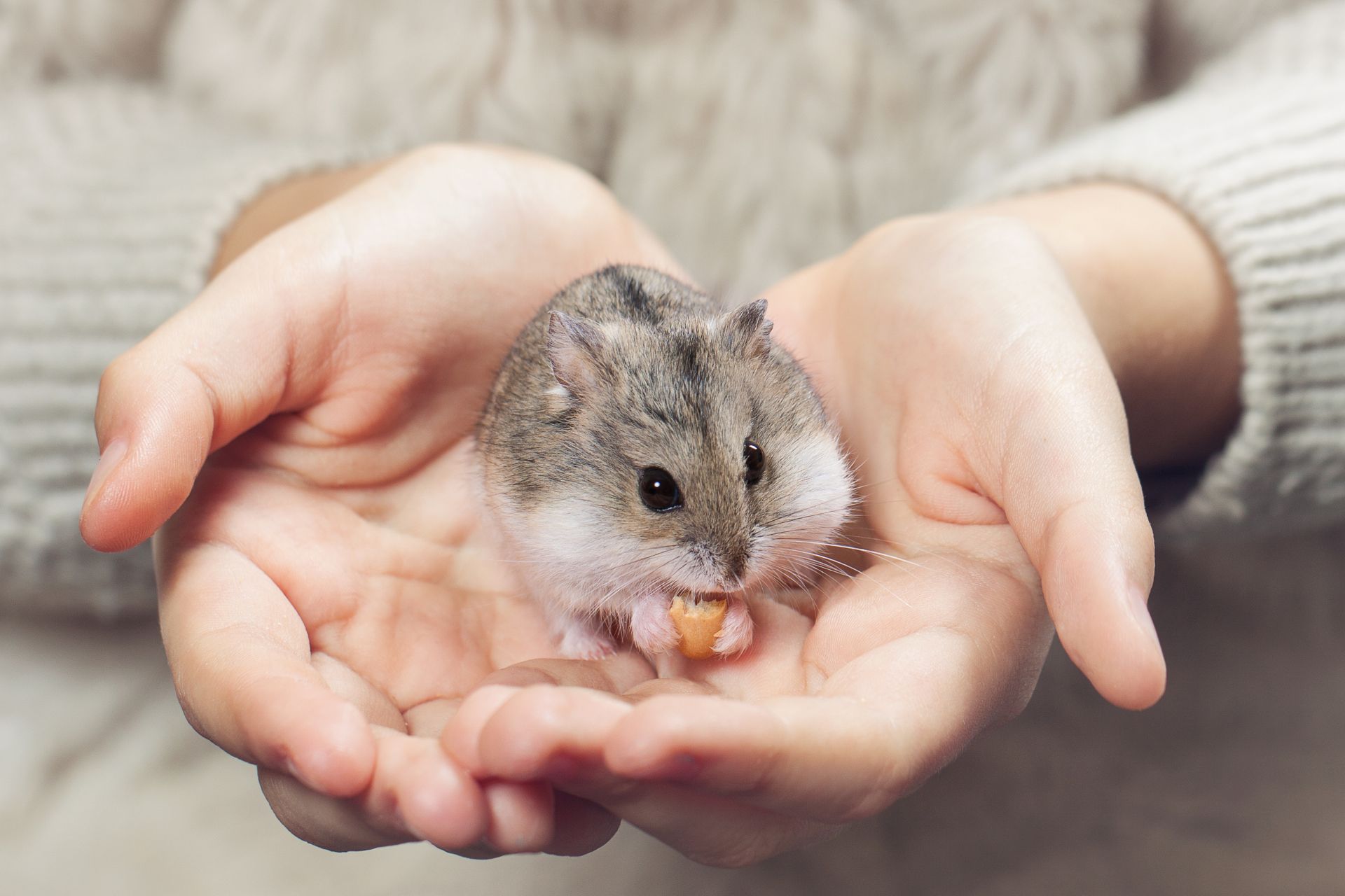 A person holding a hamster in their palms