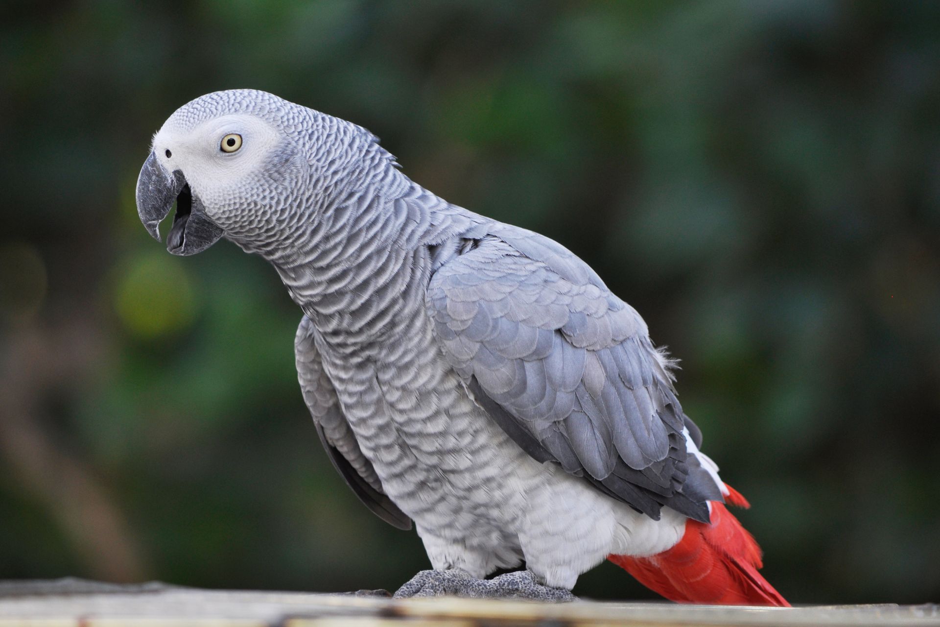 African Grey Parrot