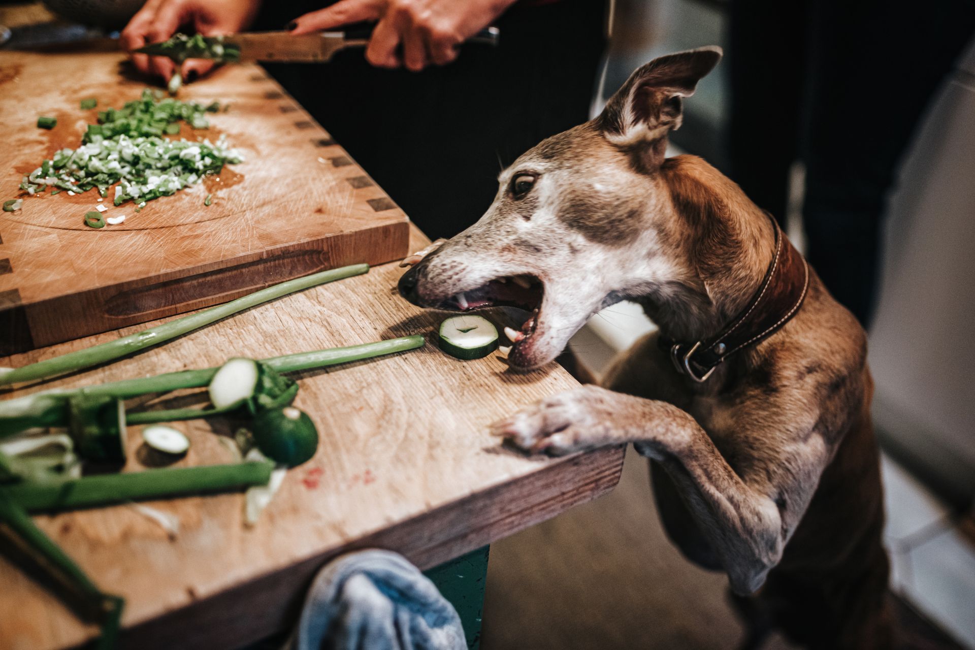 A dog stealing a veggie from the countertop