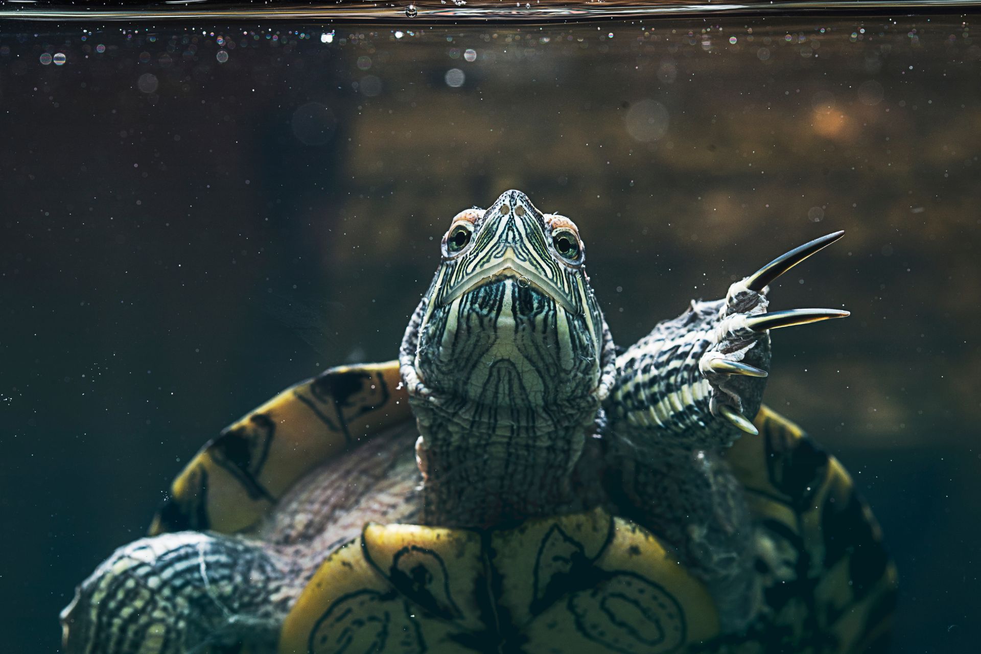 A turtle swimming