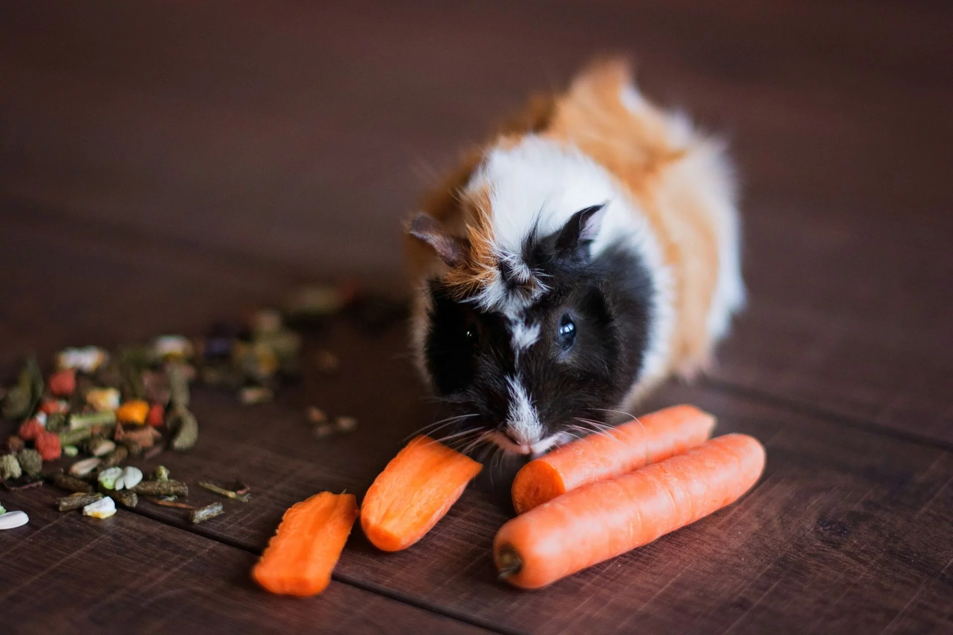 Guinea pig feeding schedule: Tips for a balanced diet