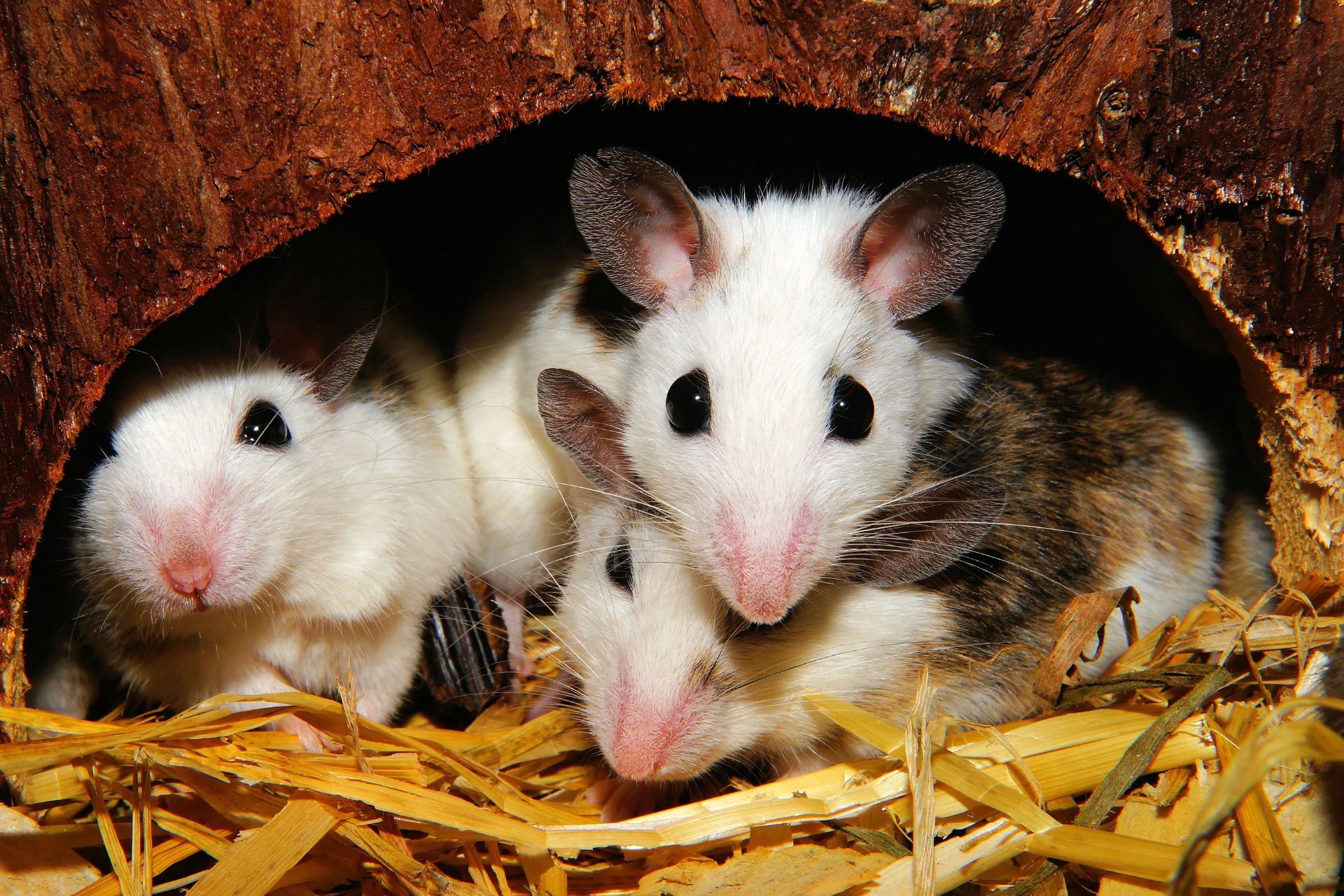 Three pet mice in a little cave