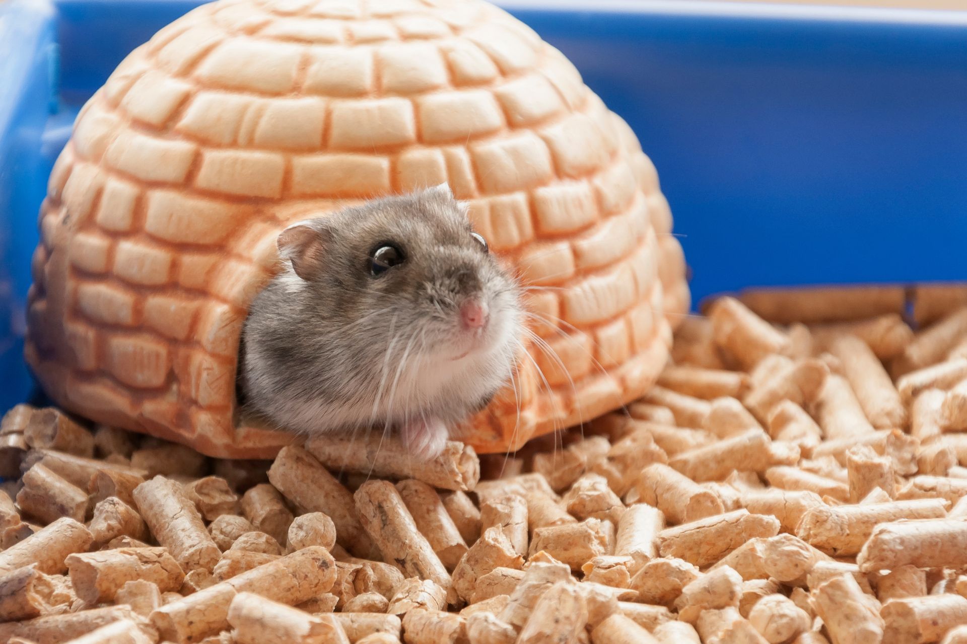 A hamster in its cage