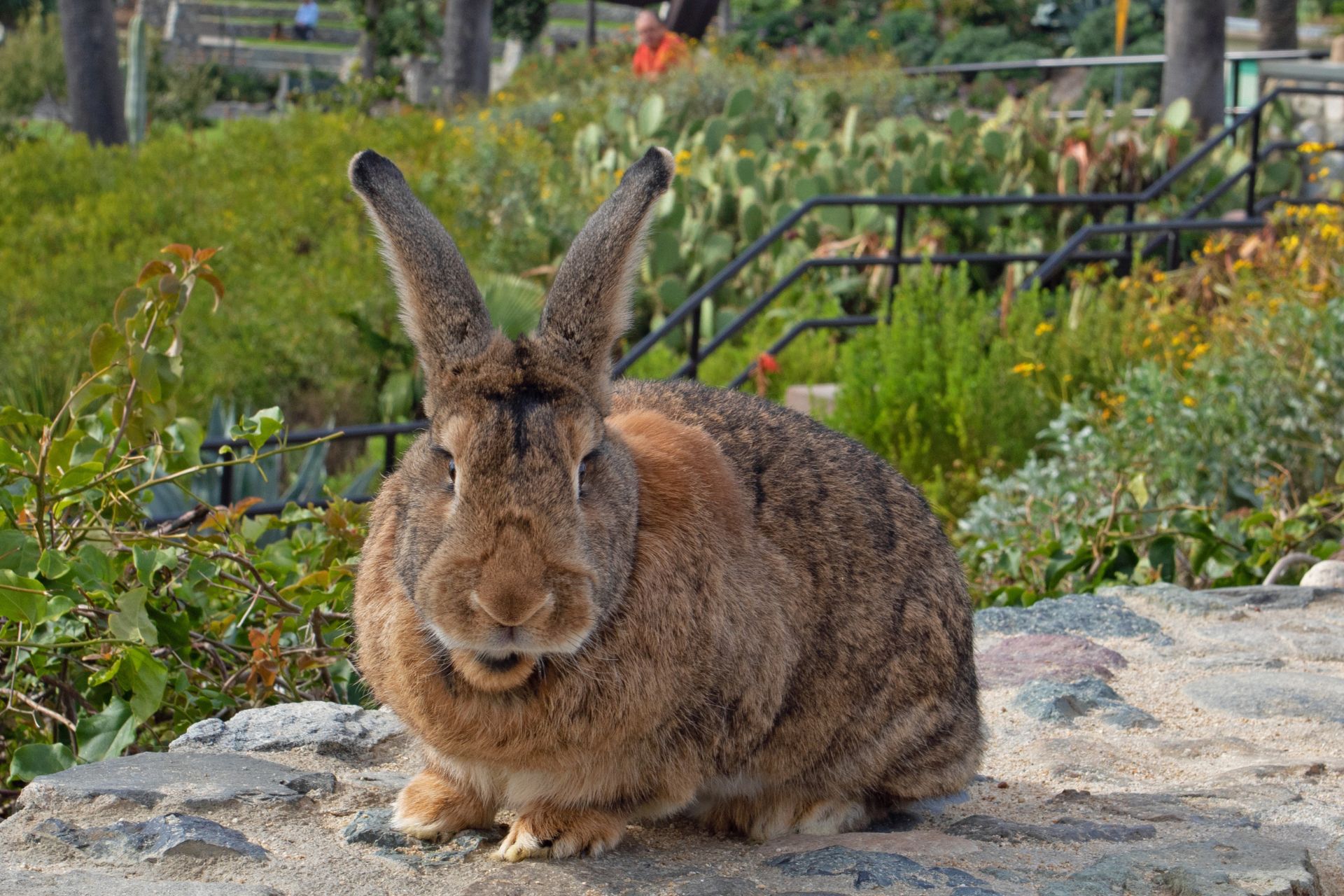 A giant rabbit