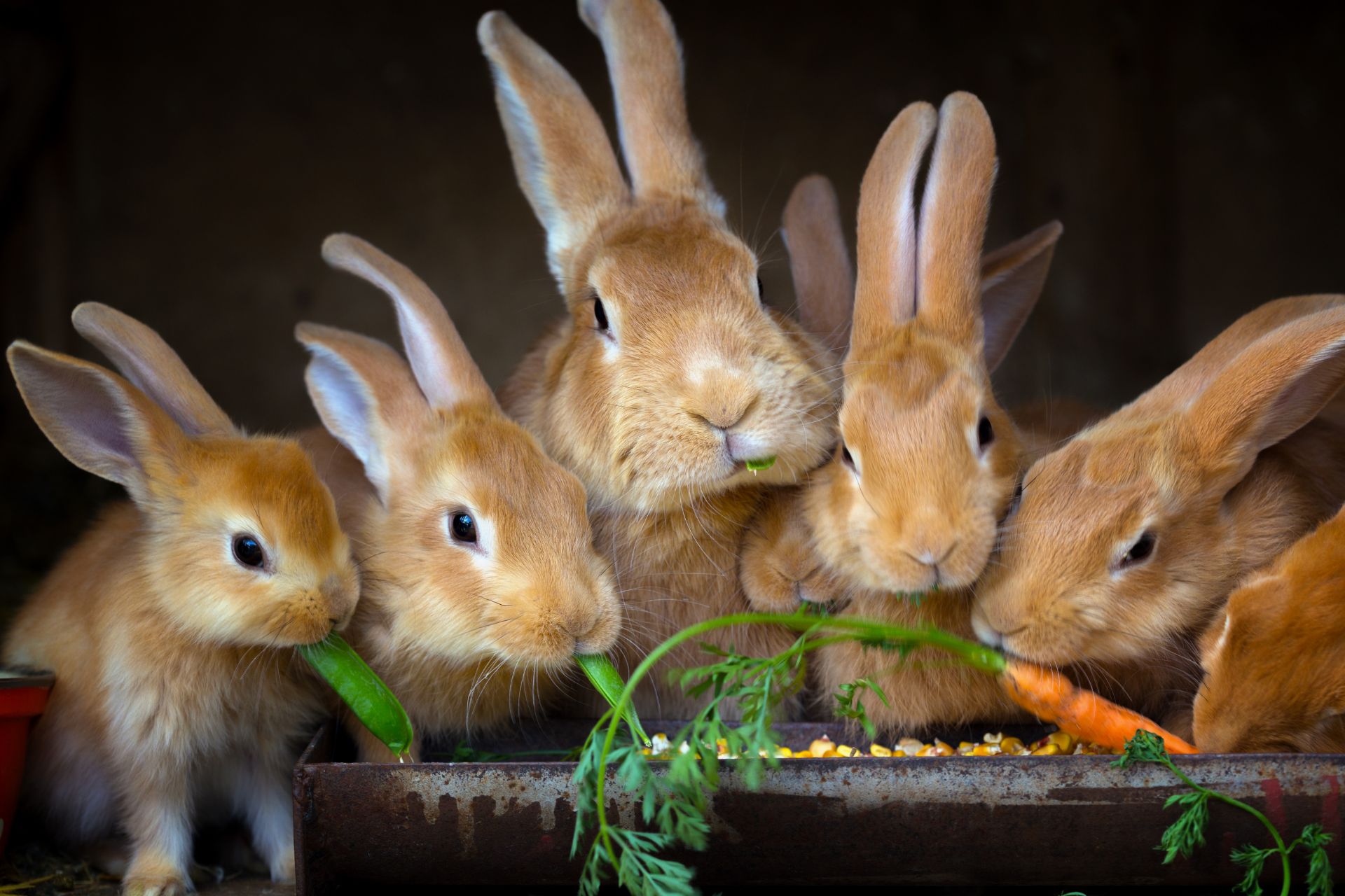 Rabbits eating carrots