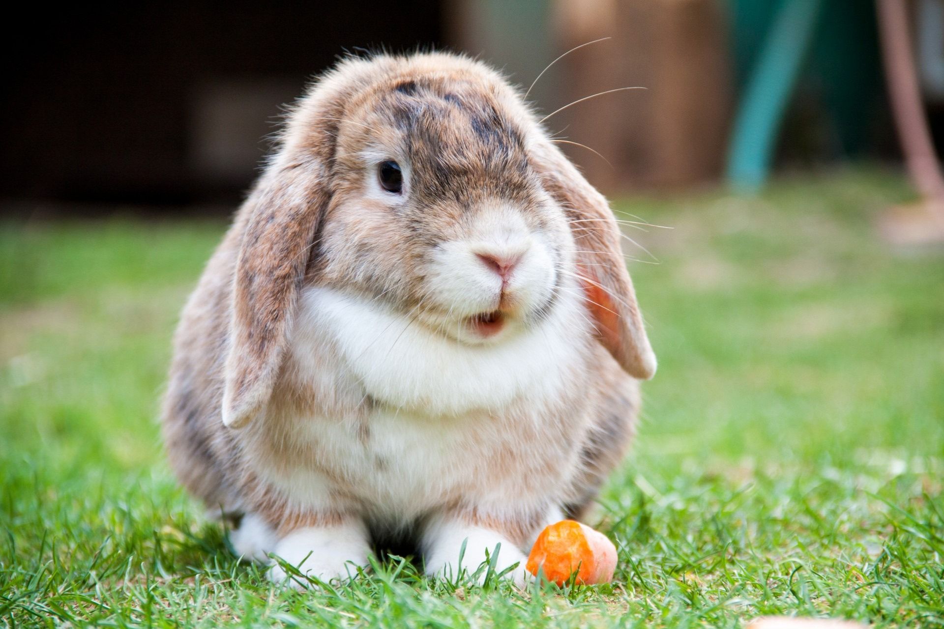 A pet rabbit in the grass