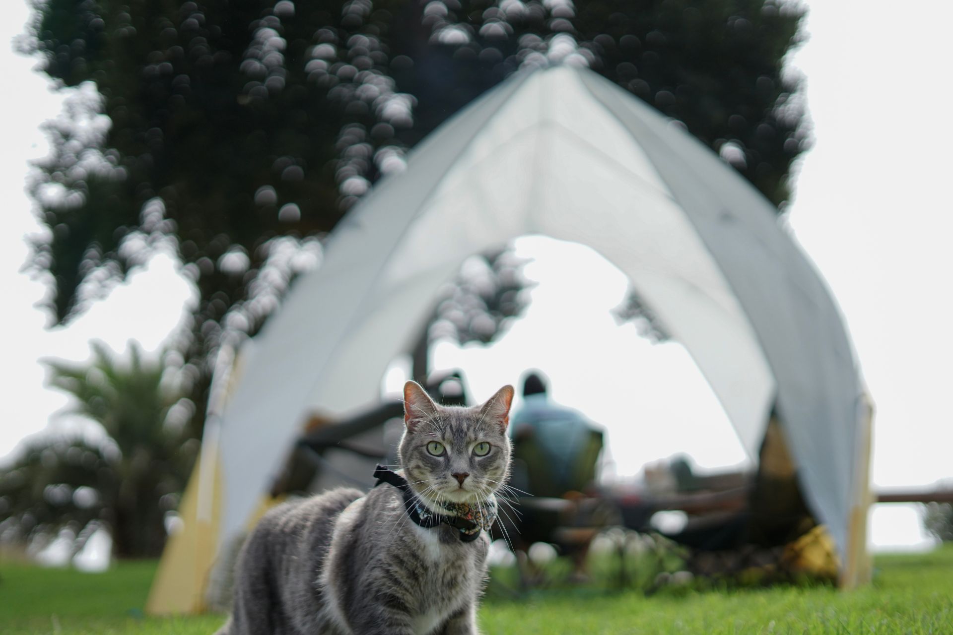 A cat at a camping site