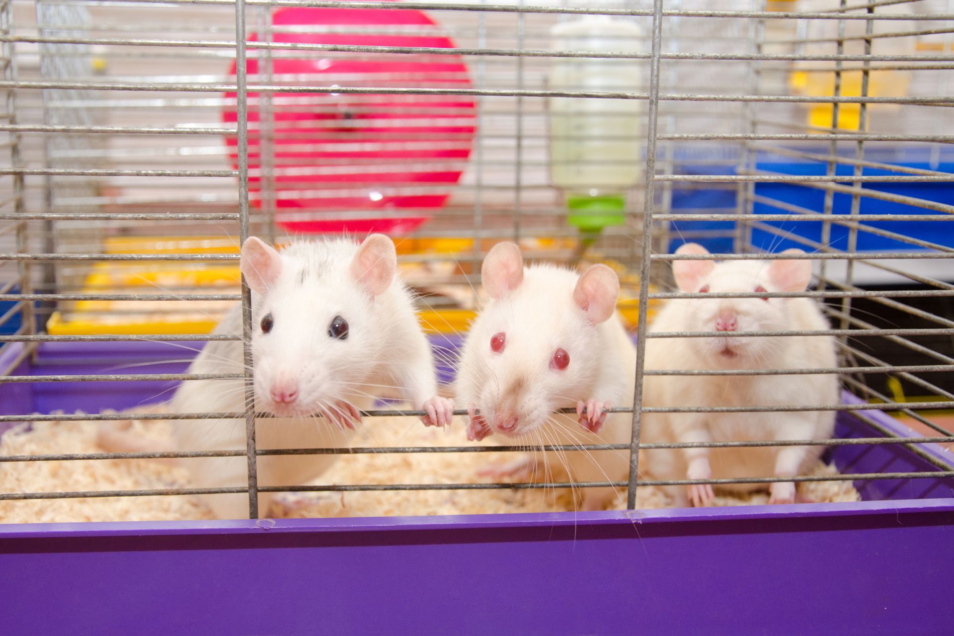 Three pet mice in a cage