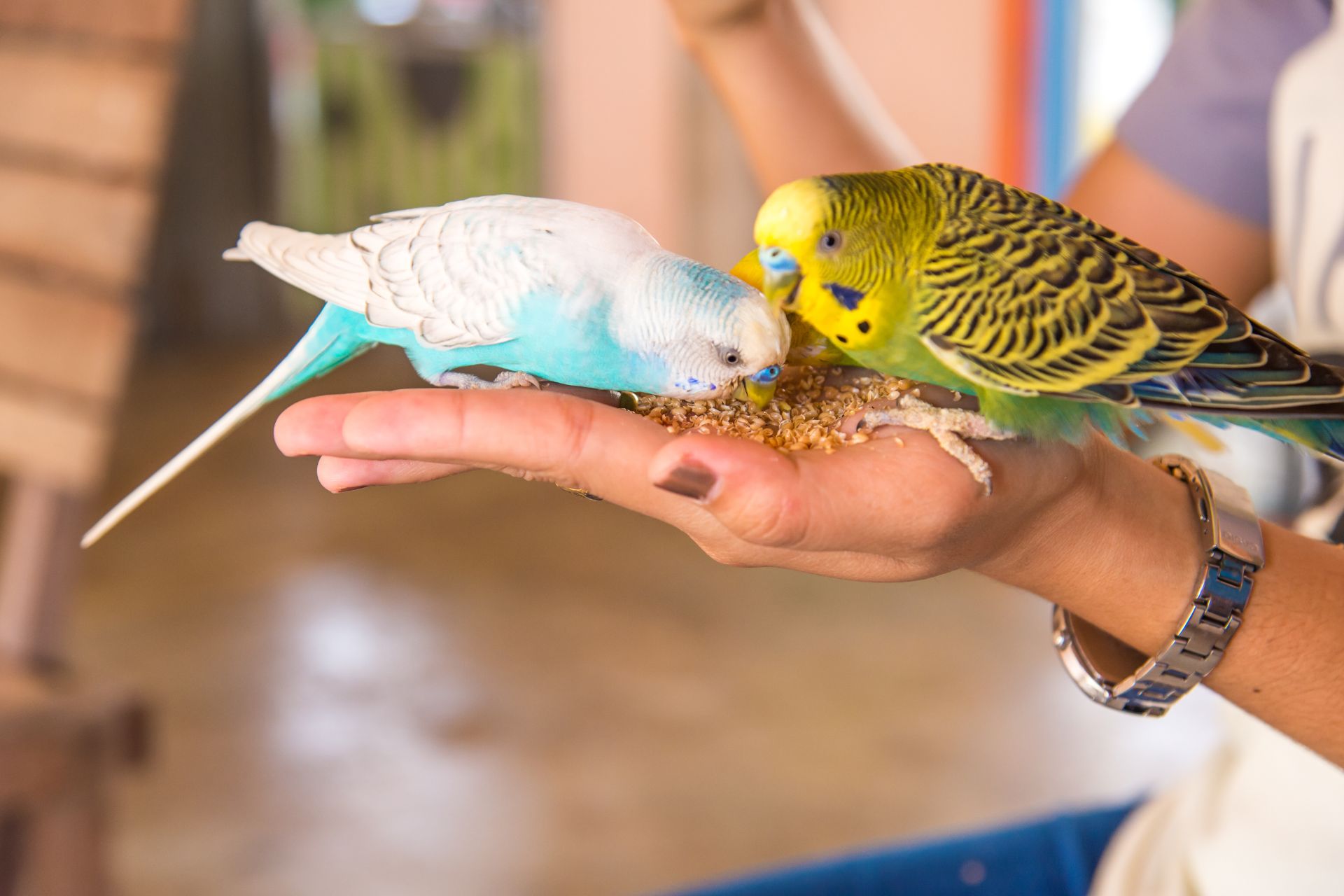 Two small parrots eating from a woman's hand