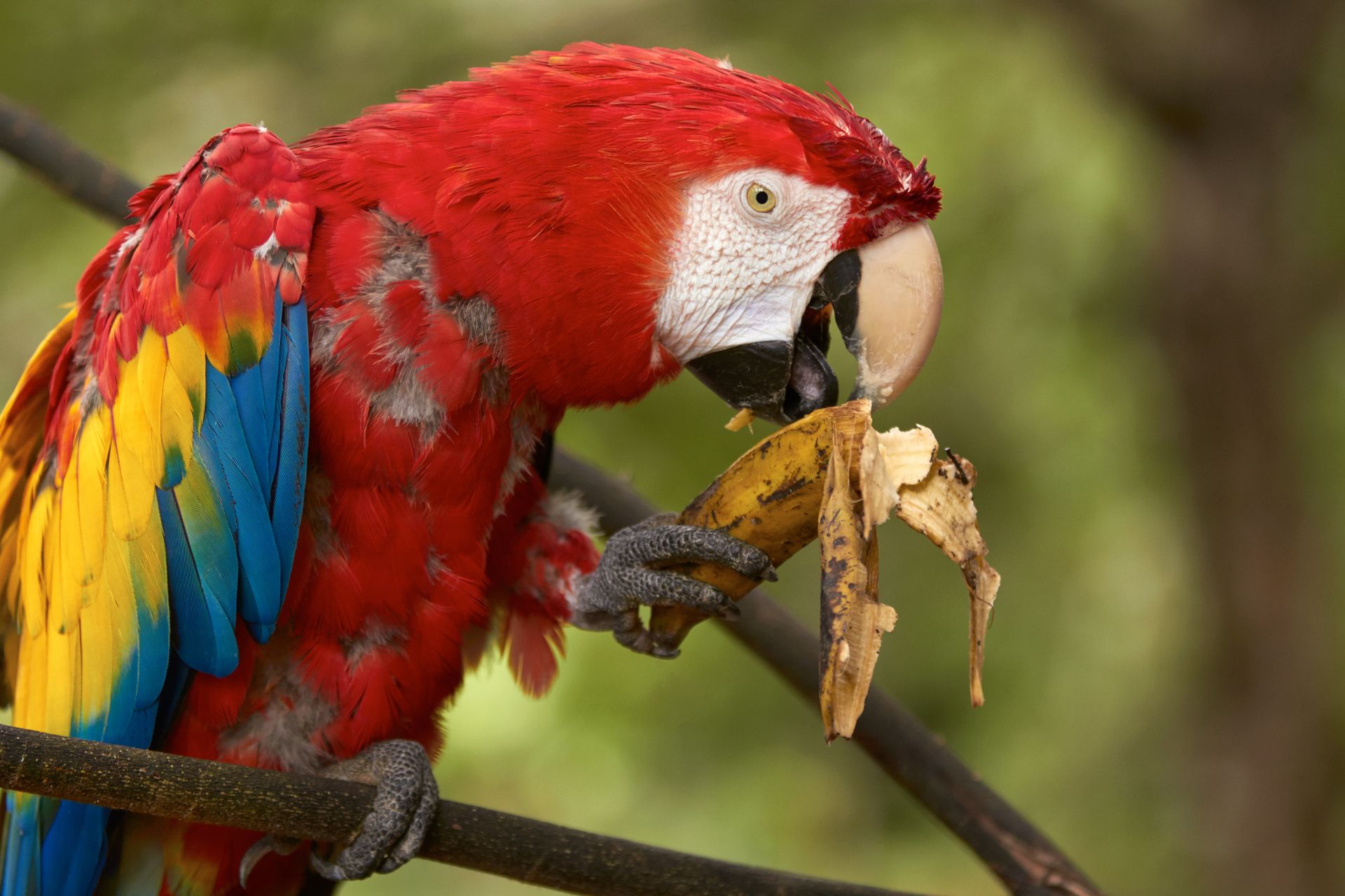 A parrot eating a banana