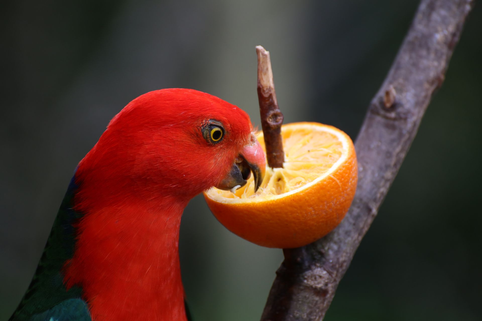 A parrot eating an orange