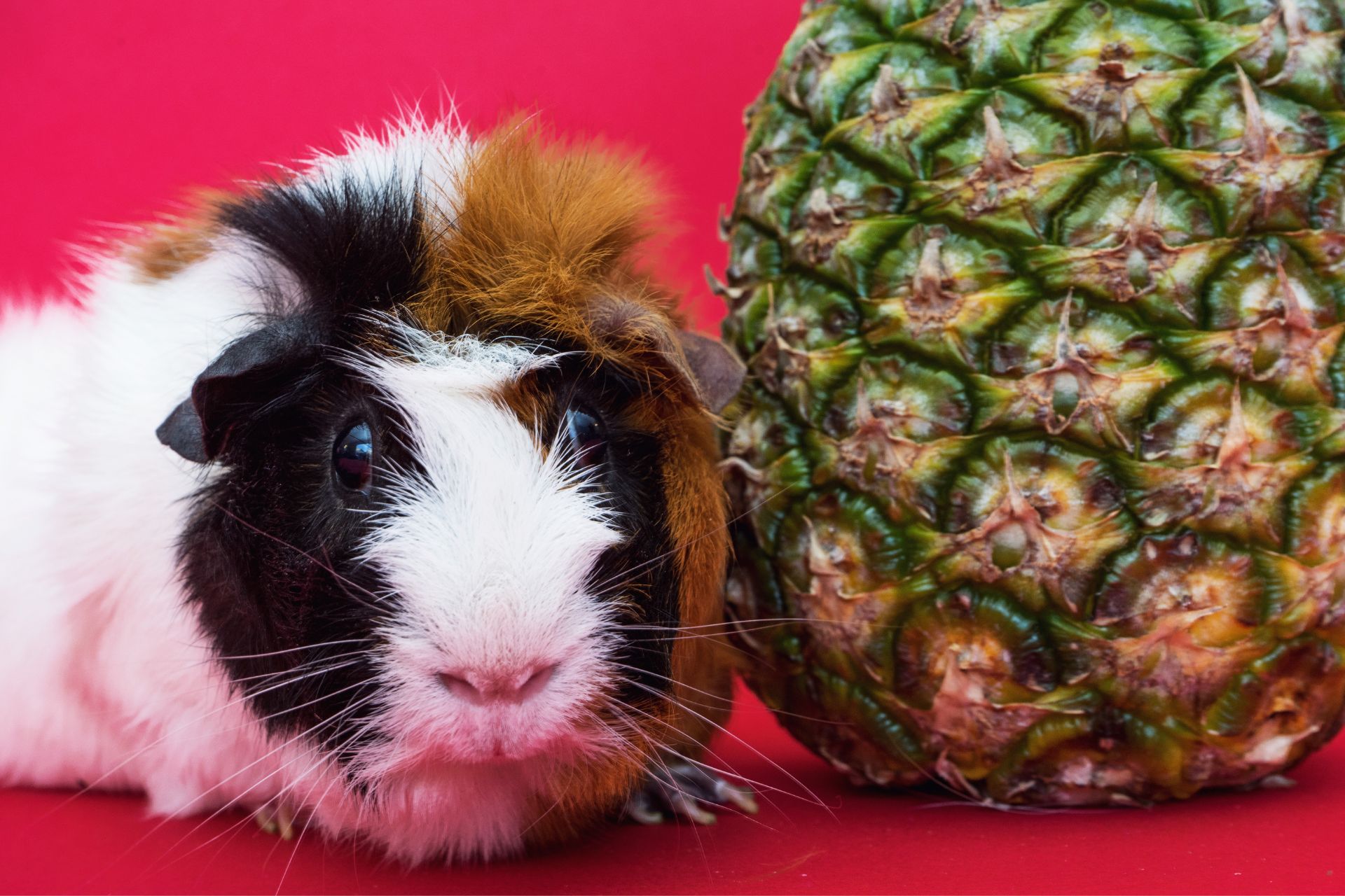 Are guinea pigs allowed to eat blueberries best sale