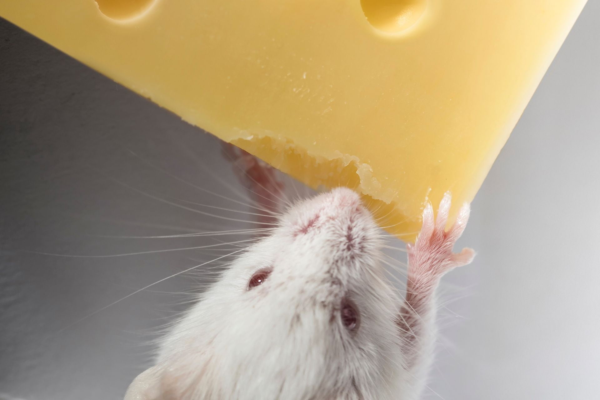 A mouse eating a block of cheese