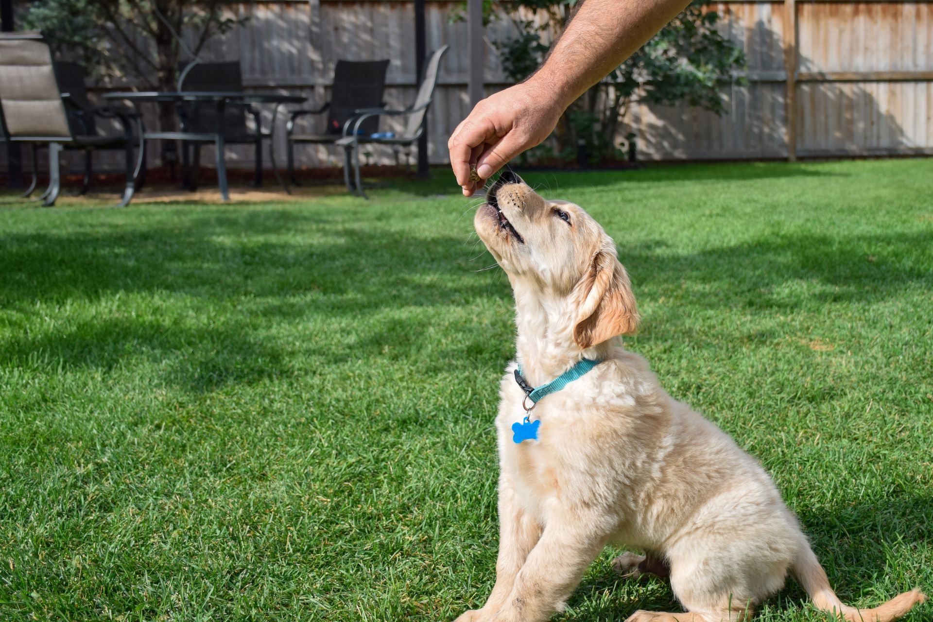 Someone giving a treat to a puppy