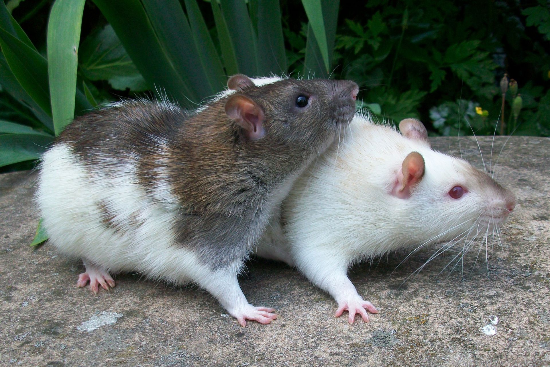 Two pet mice