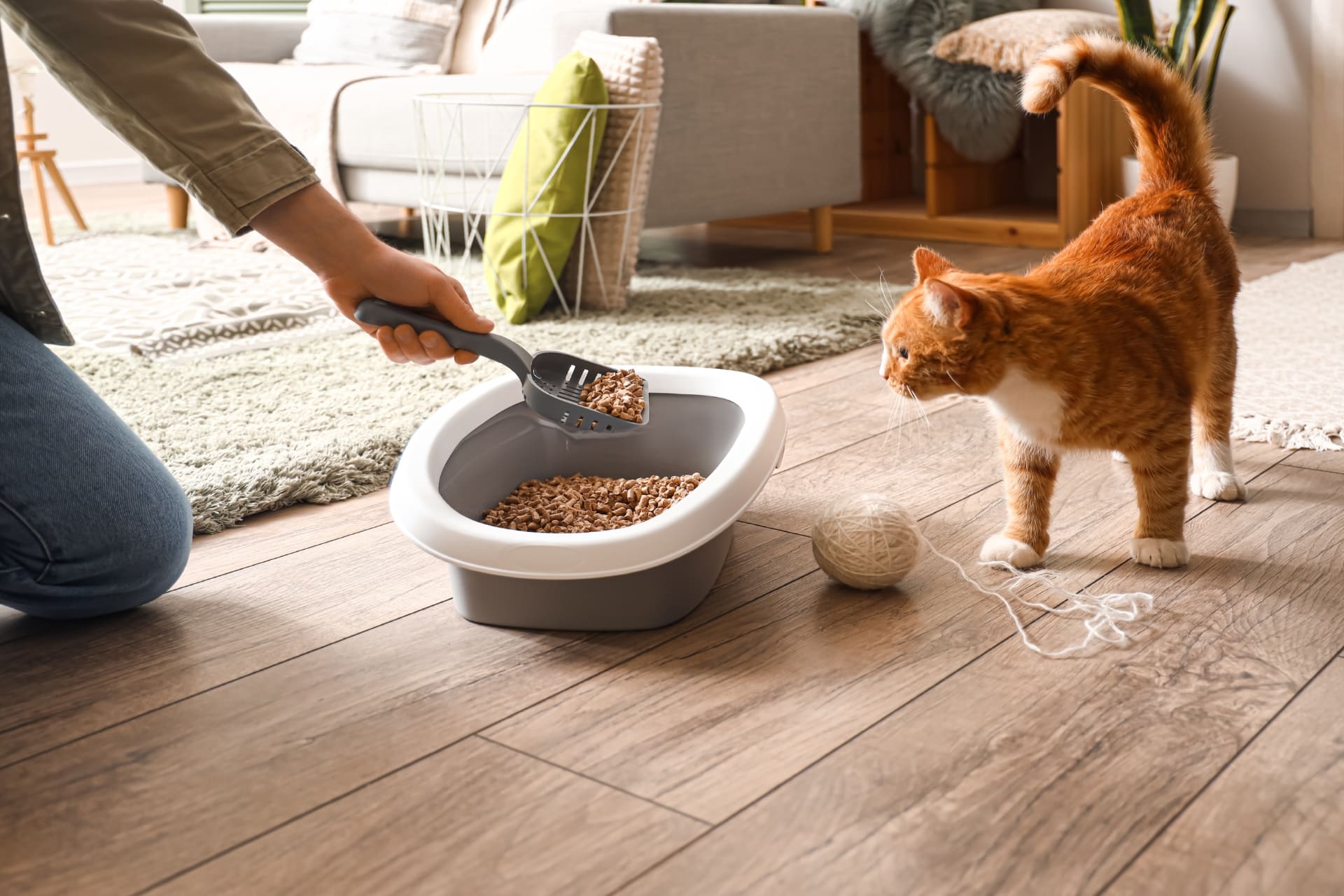 A woman cleaning cat's litter box