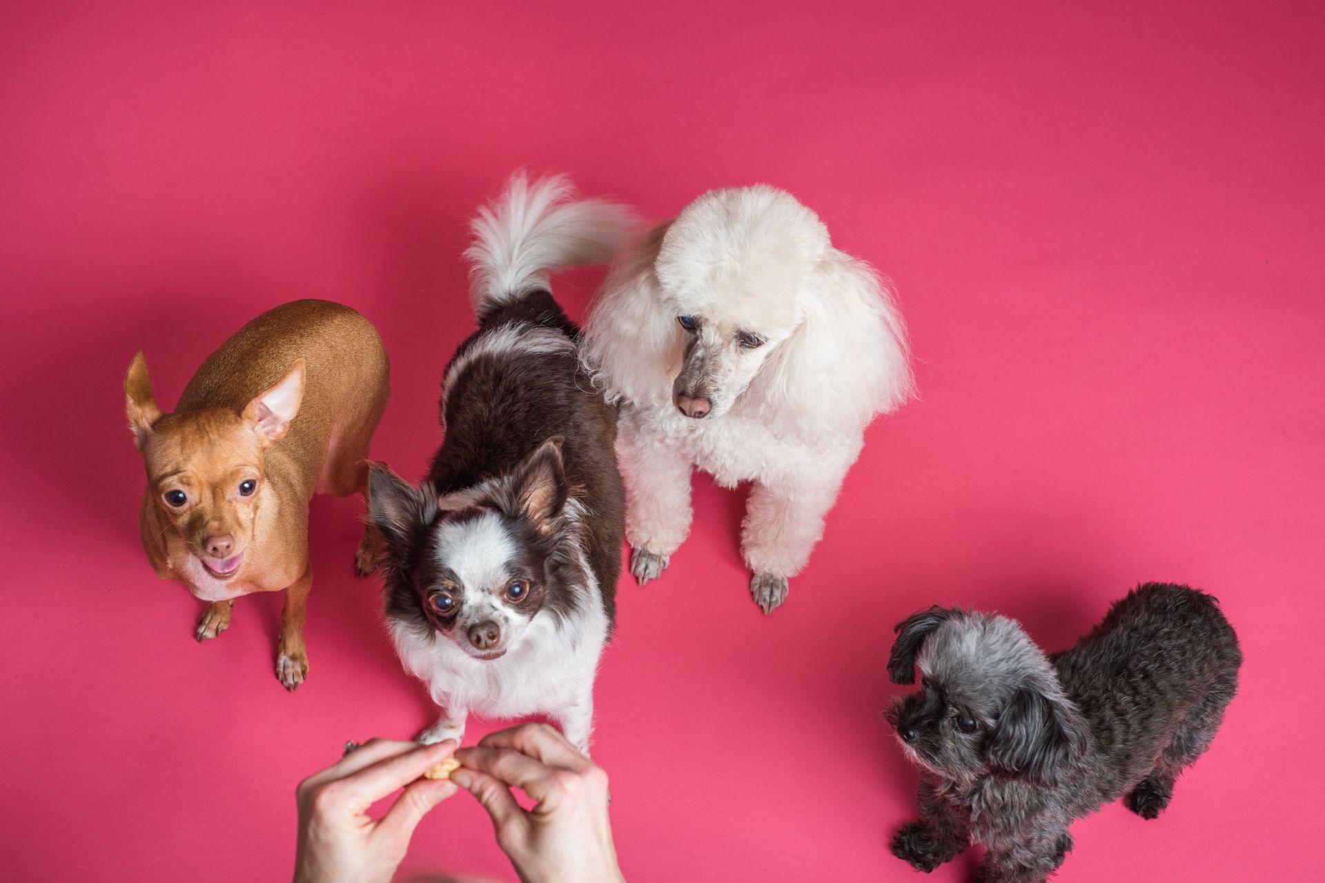 Four small dogs looking up to someone giving them a treat