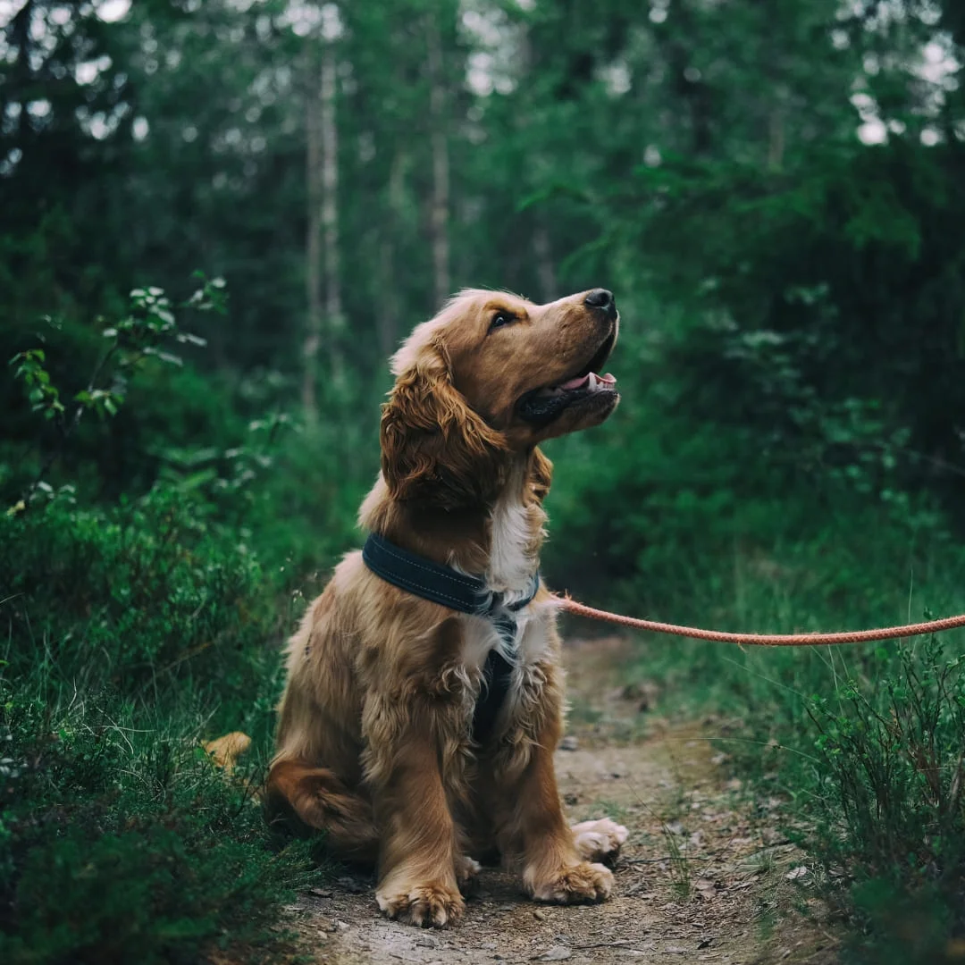 Dog on a leash in the middle of the forest