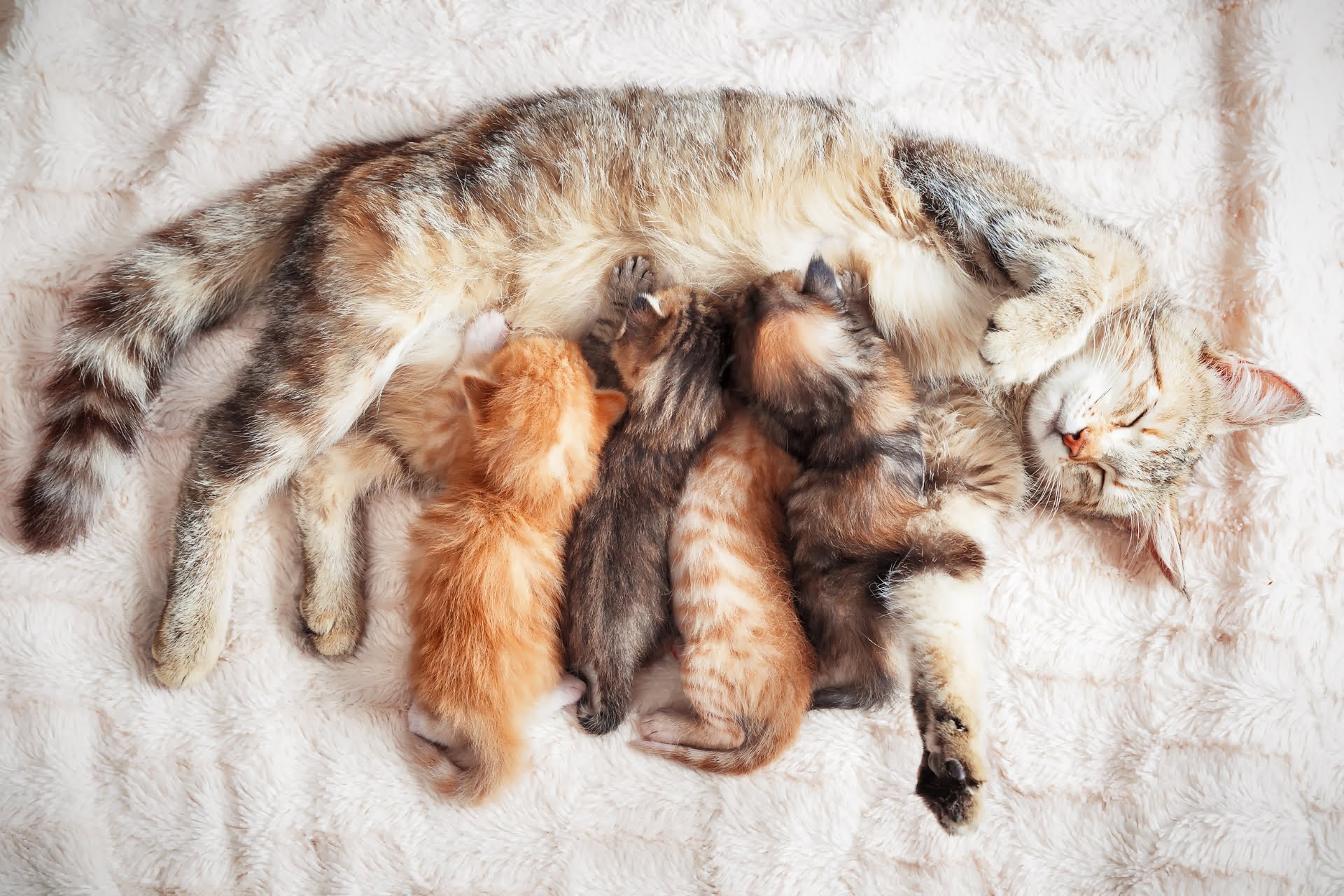 Kittens sucking on cat mom