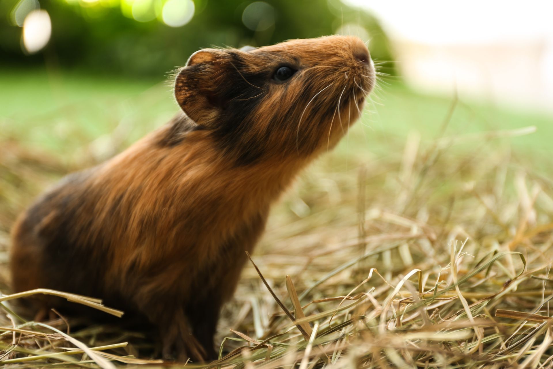 A guinea pig in the hay