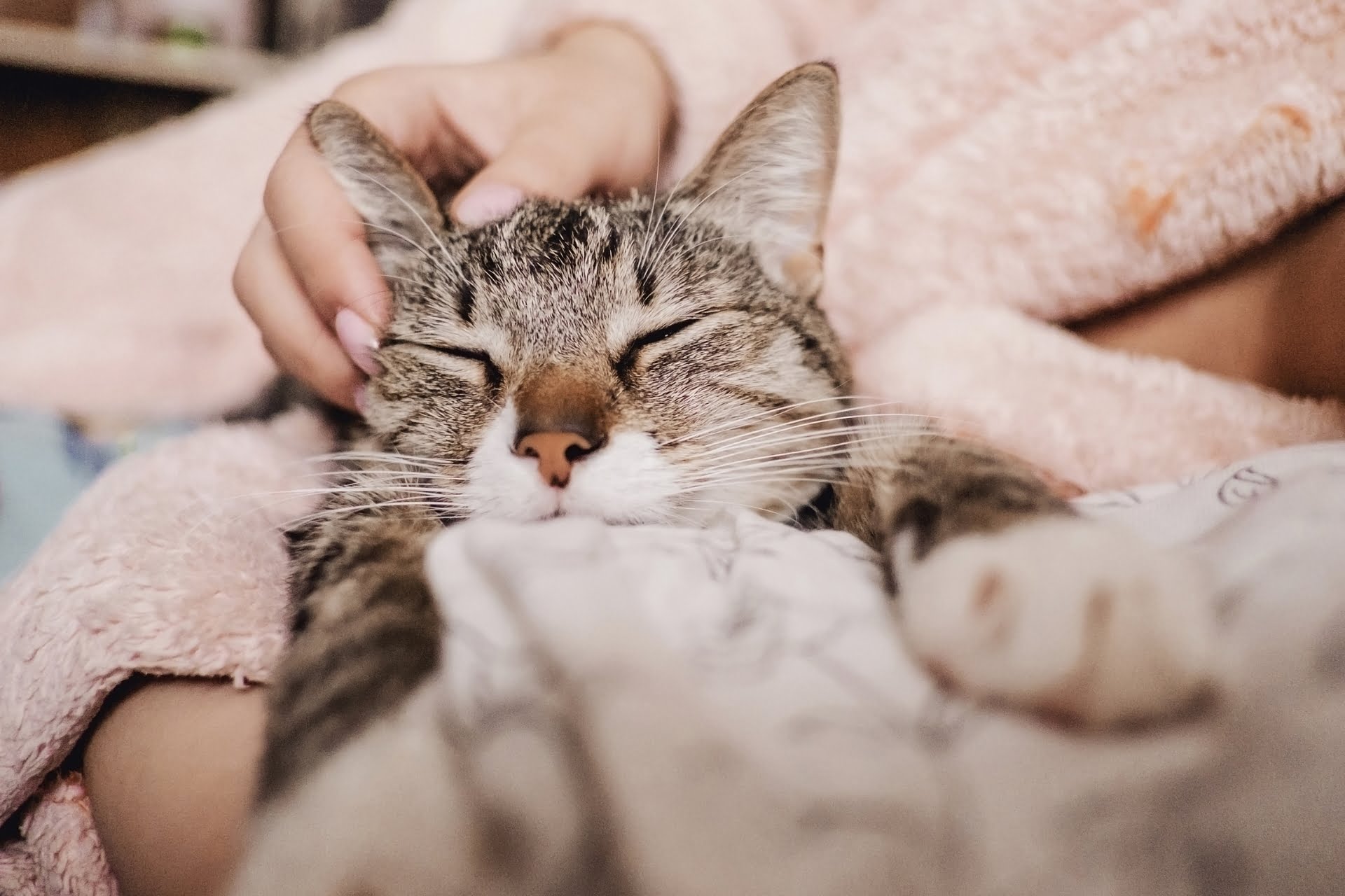 Cat purring in her cat mom's arms