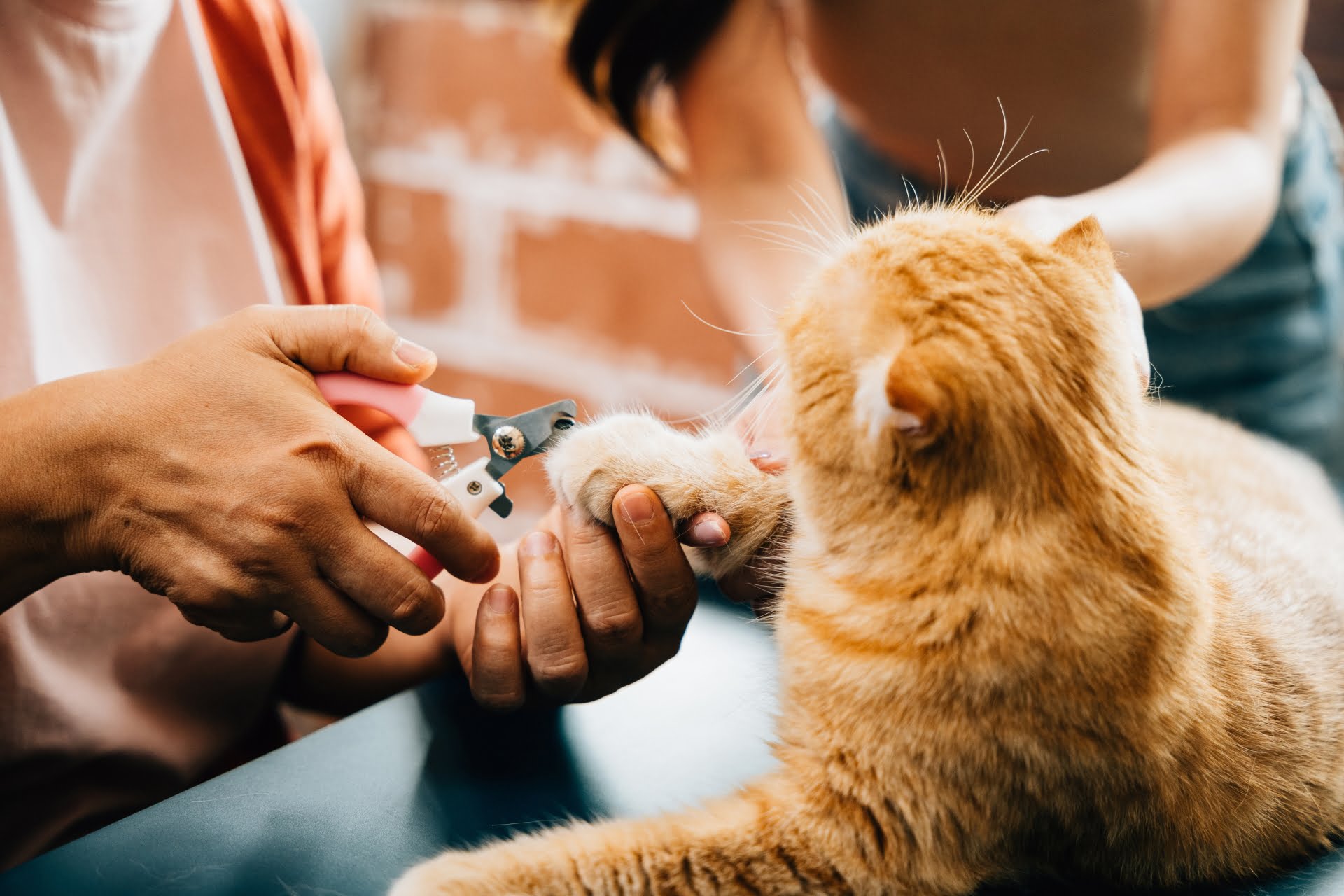 A woman trimming a cat's nails