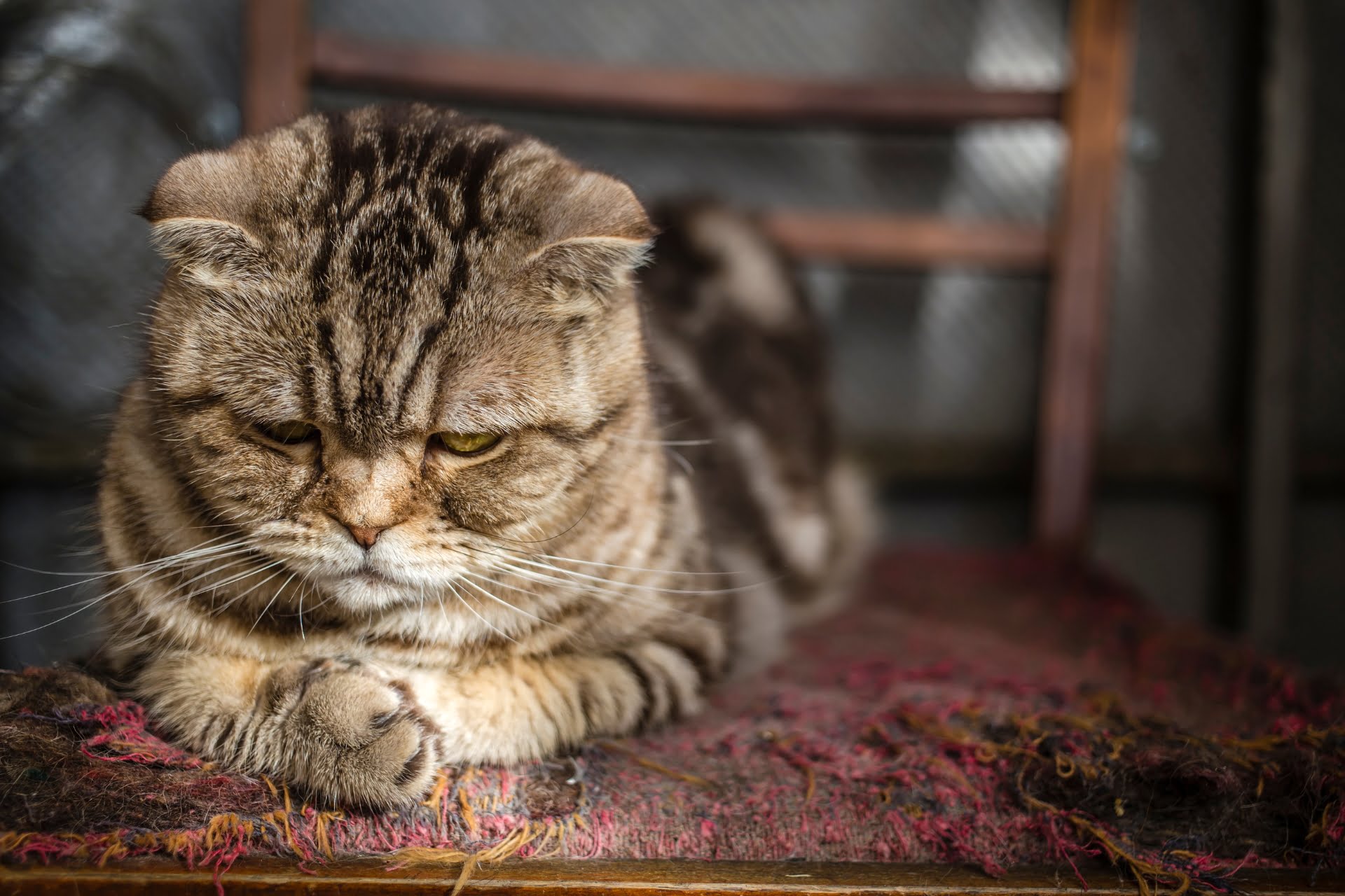 A depressed cat lying on the floor