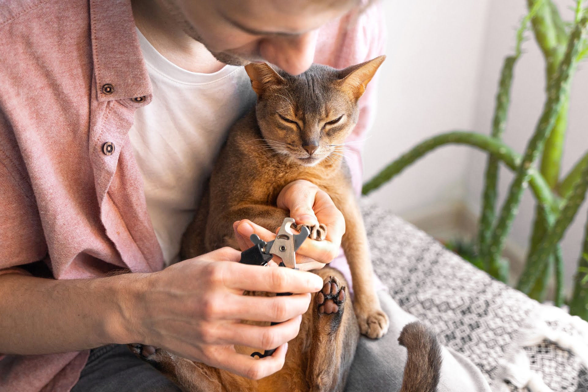 A man trimming a cat's nails