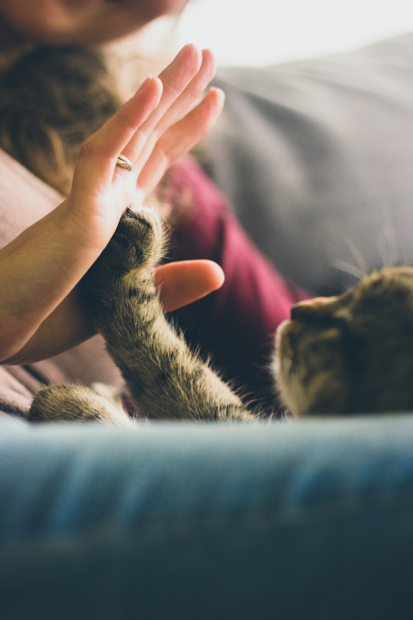 A woman high-fiving a kitten