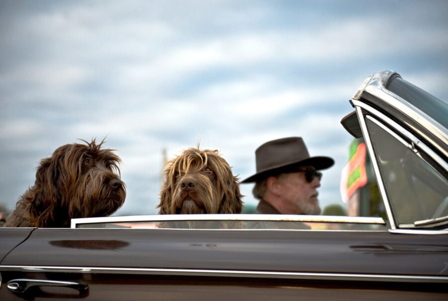 Man driving a cabriolet with two dogs