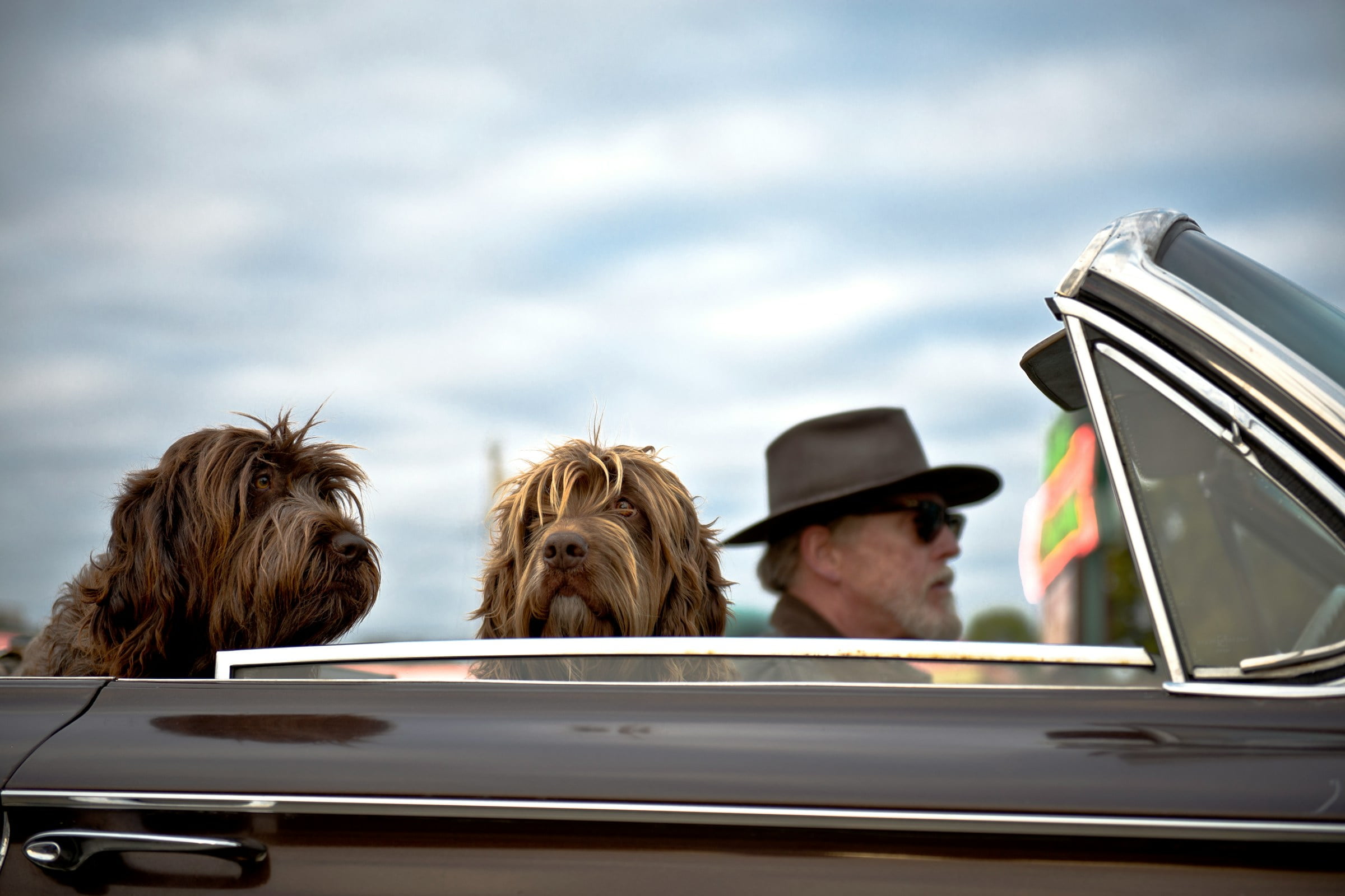 Man driving a cabriolet with two dogs