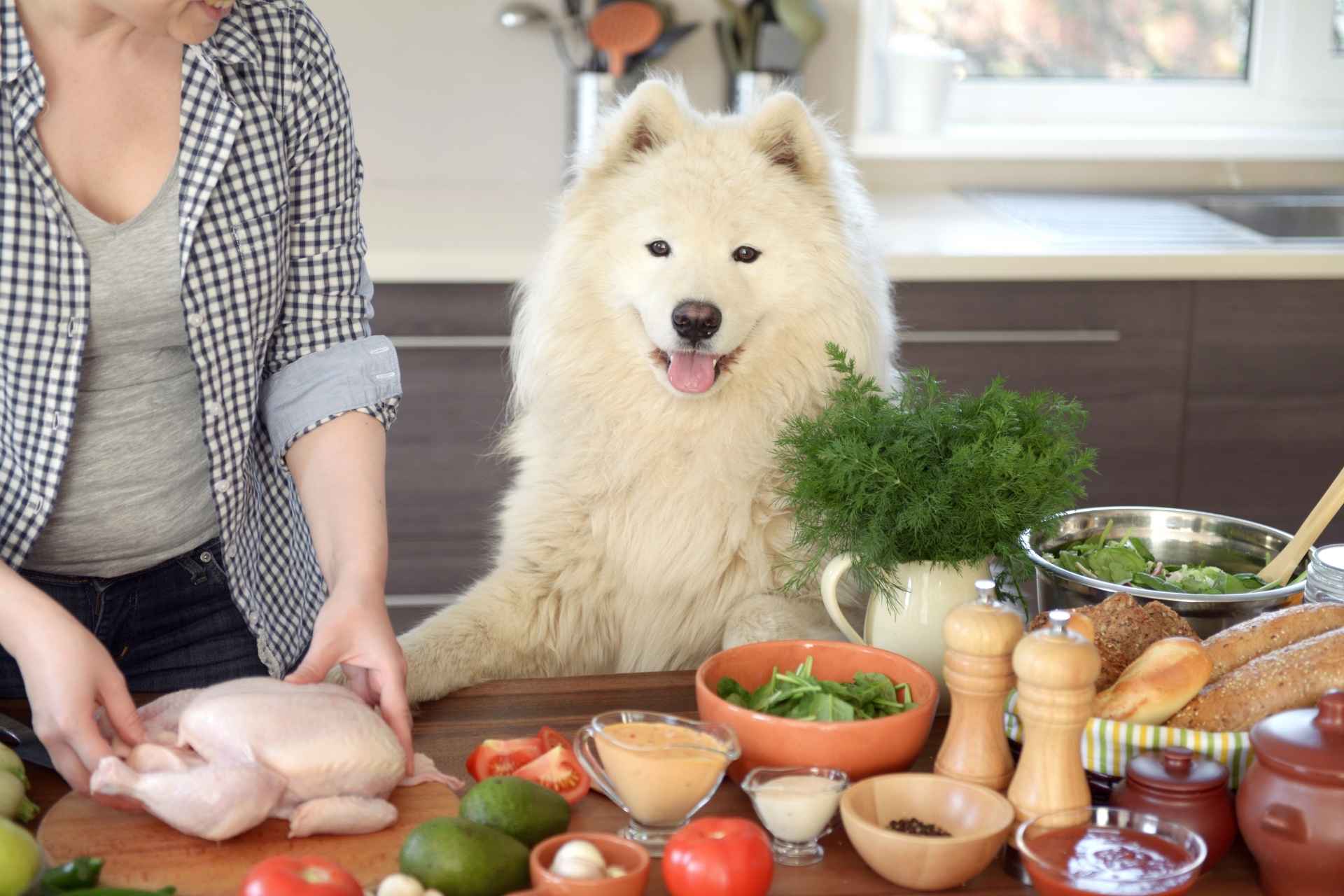 Dog owner preparing homemade dog food