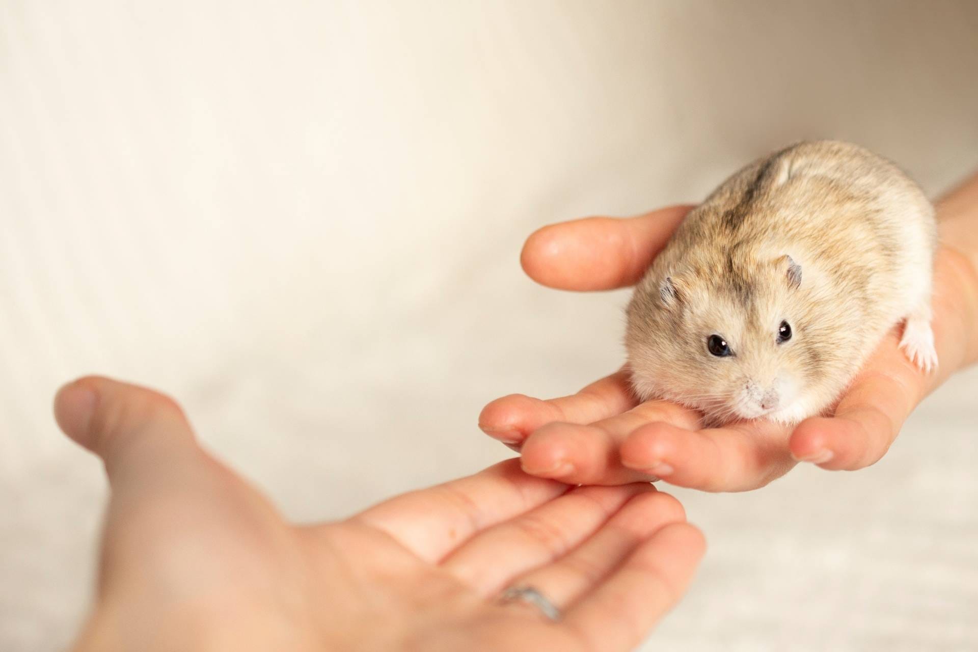 Hand holding a hamster and passing it to another hand